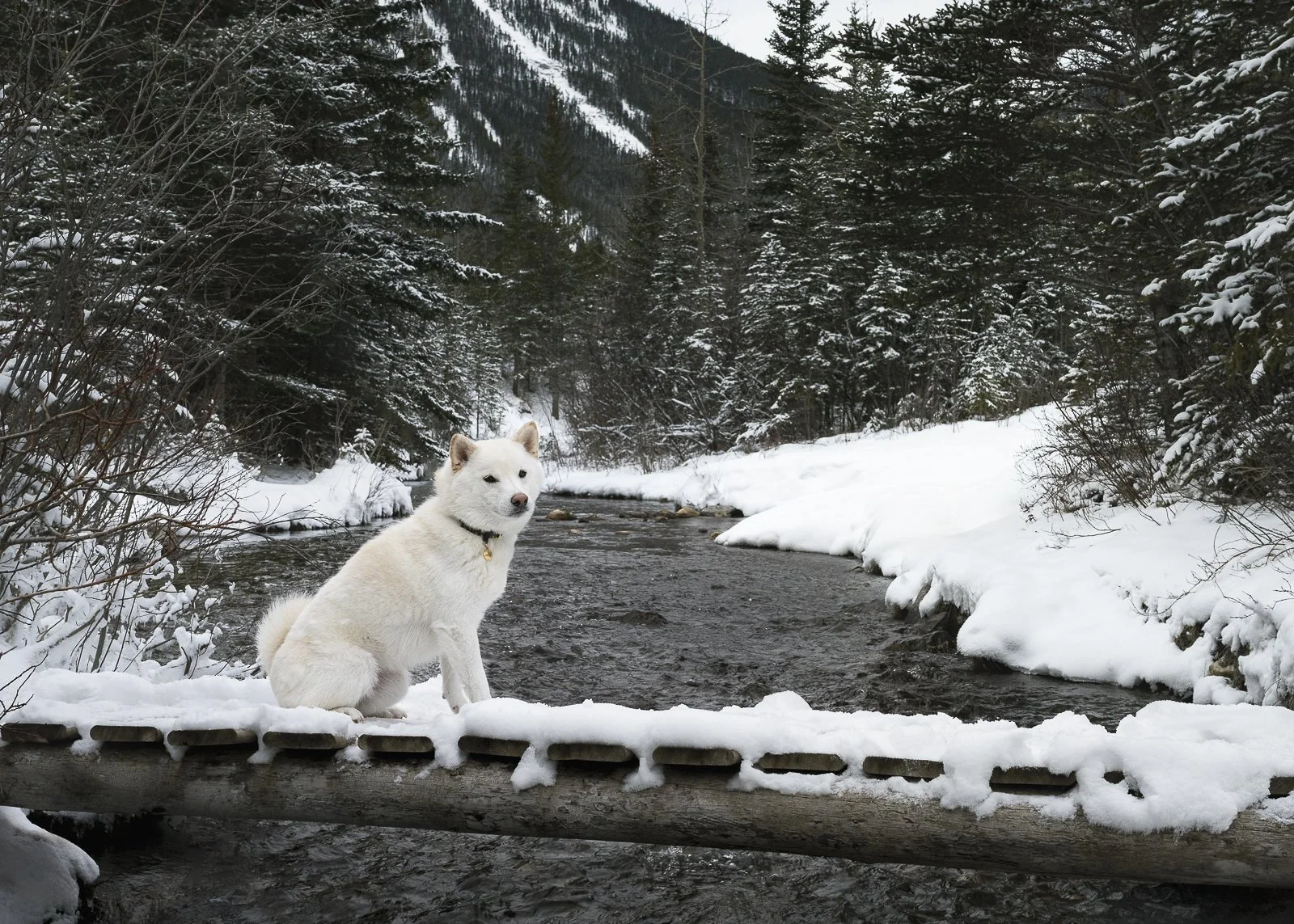 A white dog sitting on a snow-covered log near a river in a snowy forested mountain landscape.