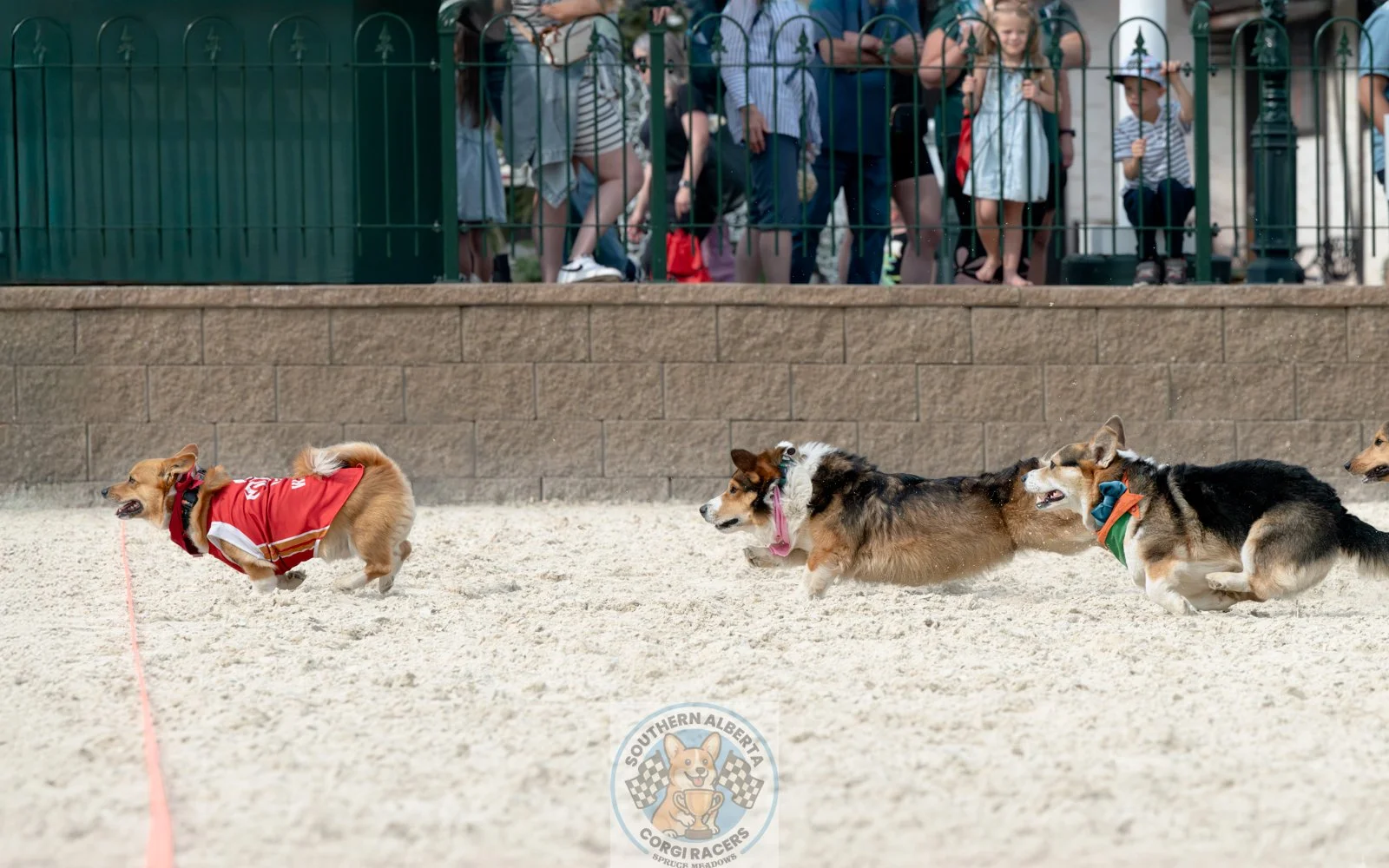 Corgi Racing Ted's Finish.JPG