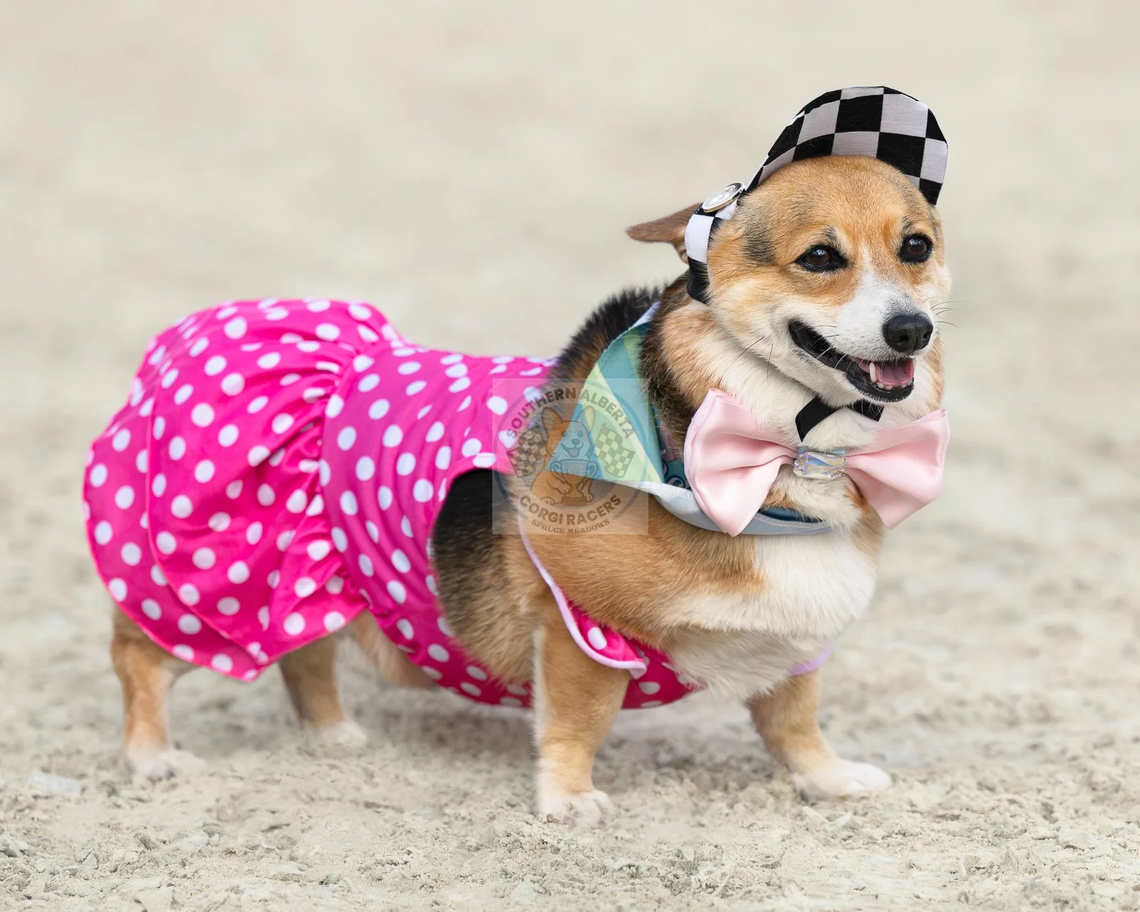 A corgi small dog dressed in a pink polka dot dress, pink bow tie, and checkered cap, standing on sandy ground and smiling.