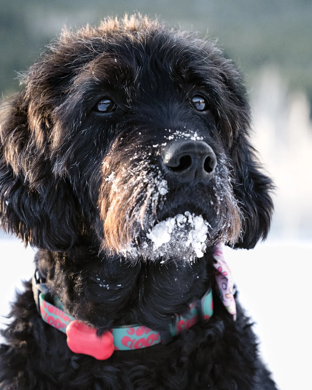Close-up of a black dog with snow on its nose and chin, wearing a colorful collar, outdoors in a snowy environment.