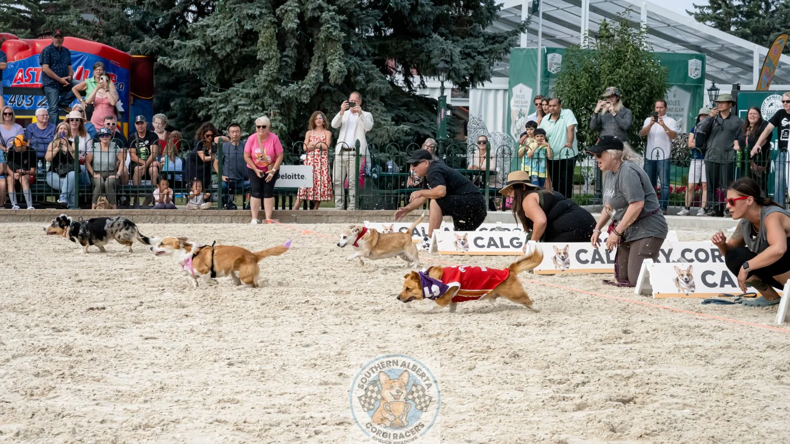 Corgi Cup Racing Final Corgis.JPG