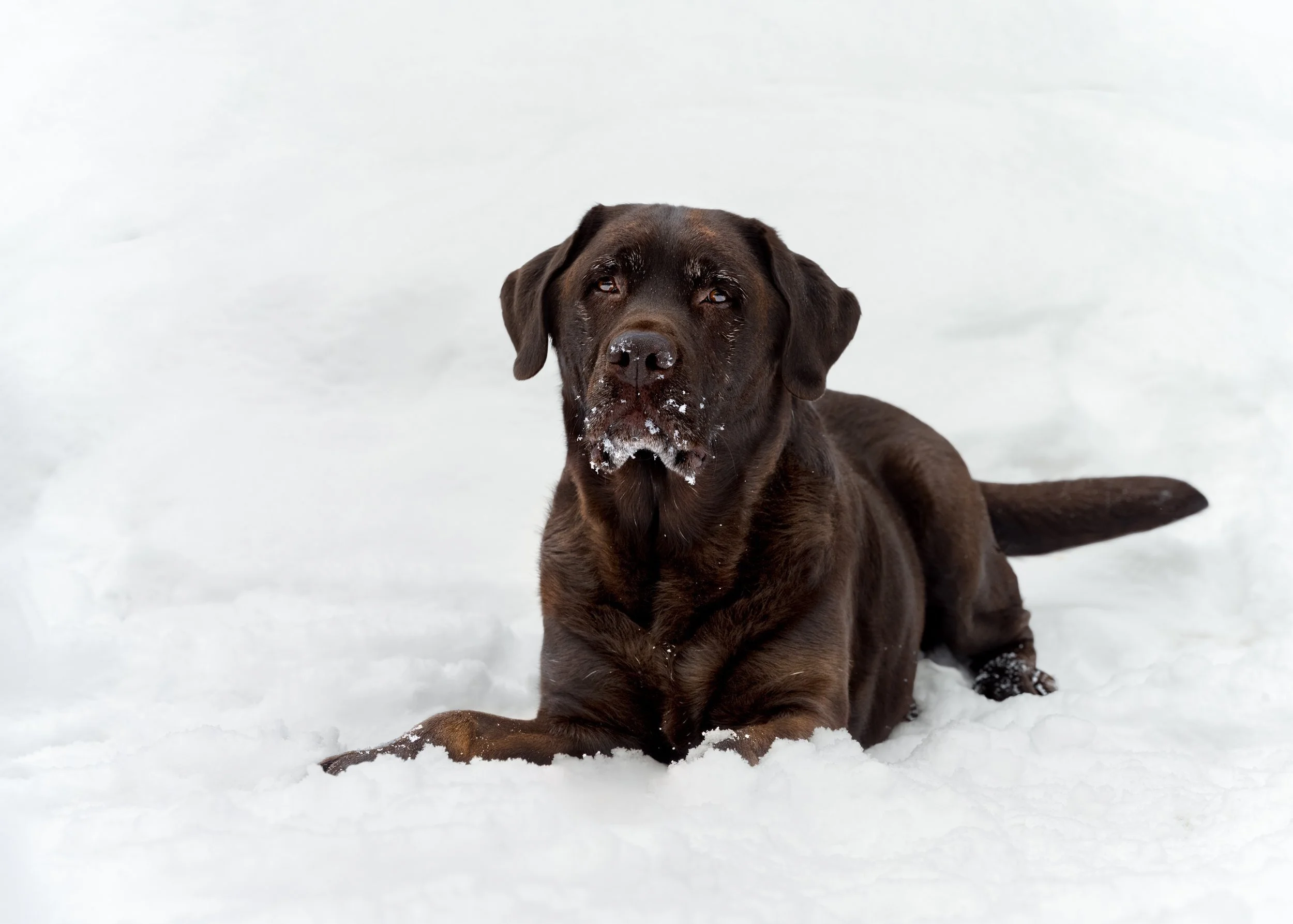 A brown dog lying in the snow with snow on its snout.
