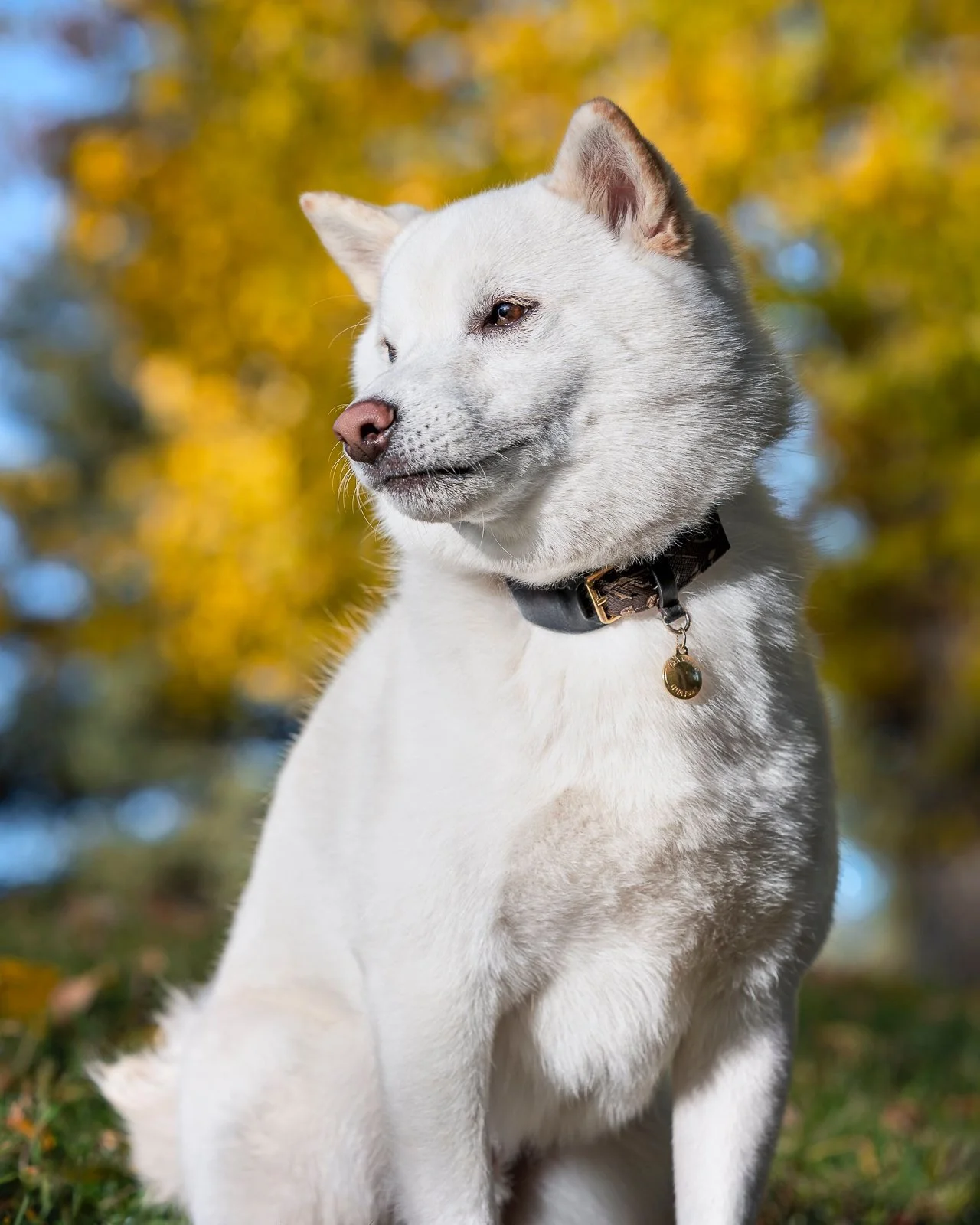 A white Shiba Inu with blue eyes wearing a black collar with a gold tag, sitting outdoors in front of a background of yellow autumn leaves.