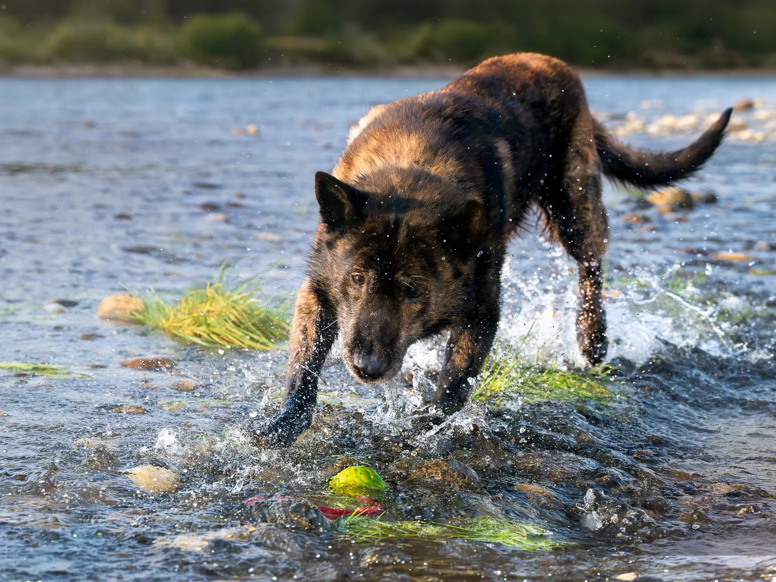 A Dutch shepherd dog running through a shallow body of water, splashing water around.
