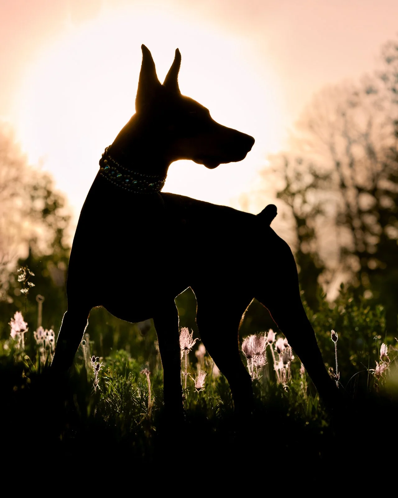 Silhouette of a doberman dog with tall ears and a collar, standing in a field of grass with flowers, against a sunset or sunrise background.