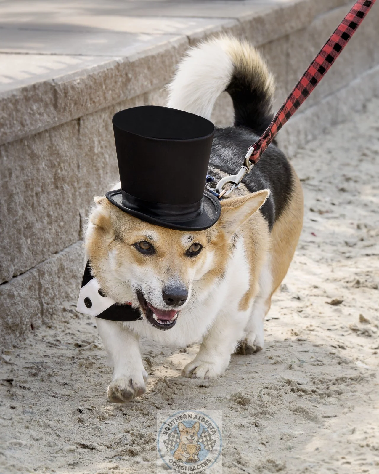 Corgi Winston tuxedo.JPG