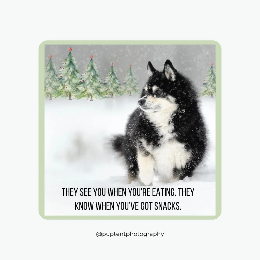 “All I want for christmas is the two safe treats”