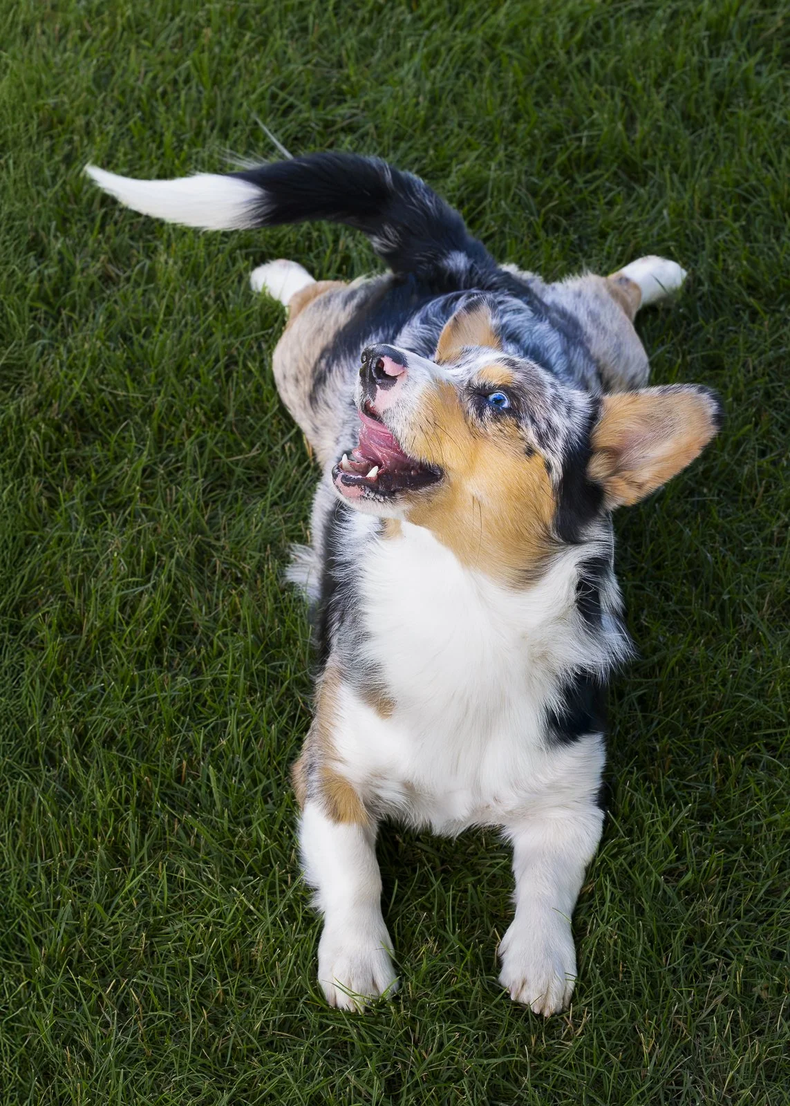 your dog isn’t ai generated