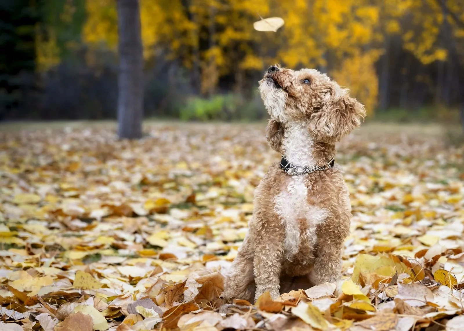 A curly-haired mini golden doodle dog sitting on a bed of yellow and brown fallen leaves in an autumn park, with trees and blurred fall foliage in the background.