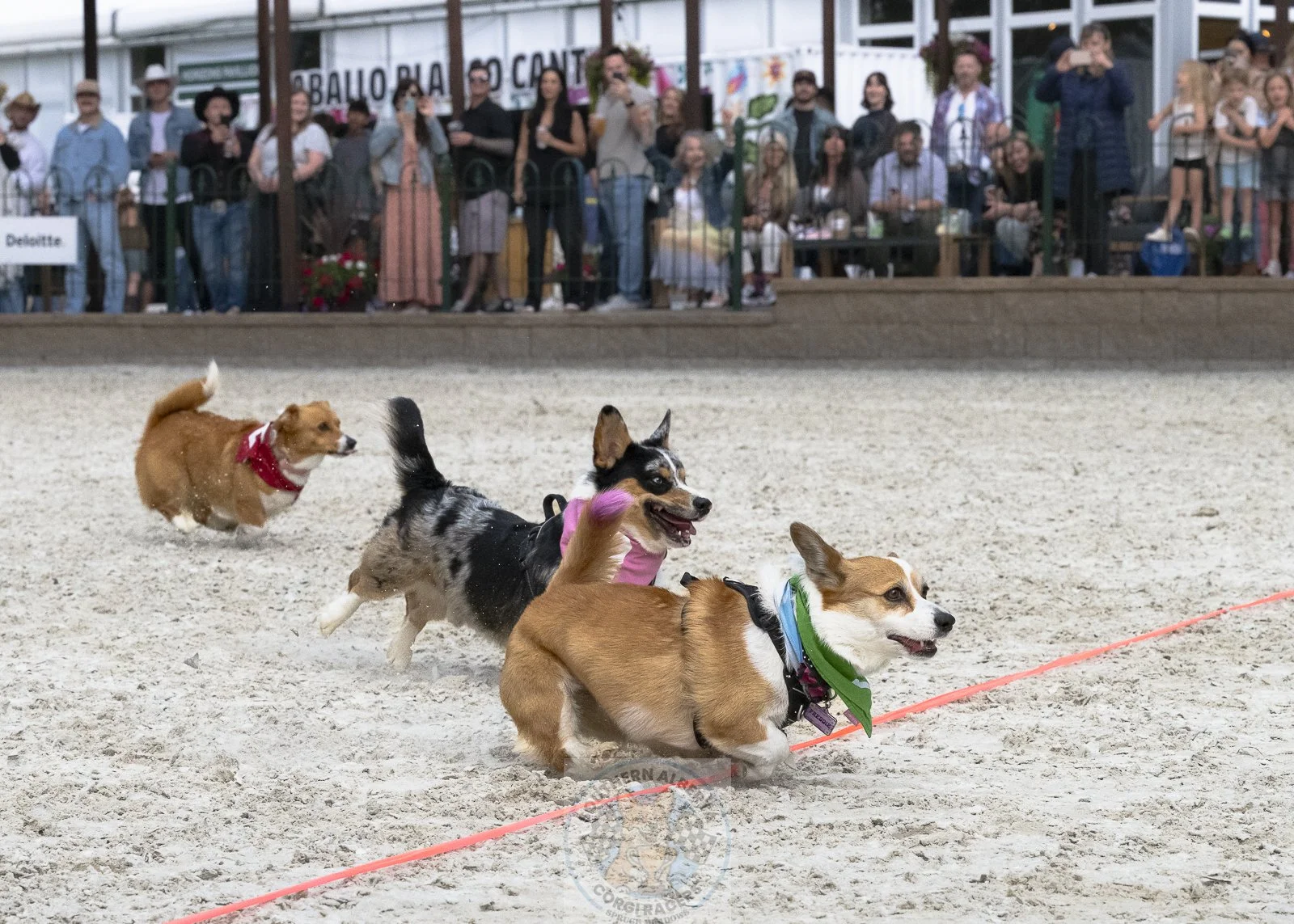 Three dogs competing in a dog race on a sandy track with an audience watching from behind a fence in the background.