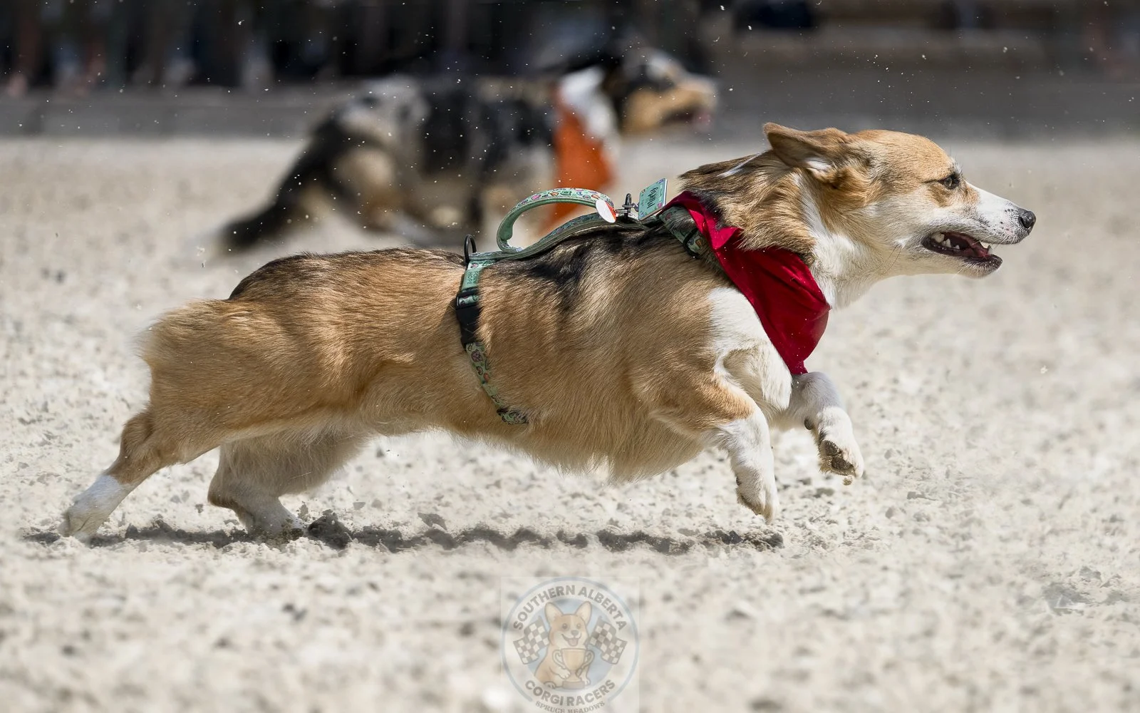 Three corgi dogs running on a sandy surface, with one in focus wearing a red bandana and harness, participating in a corgi racing event.