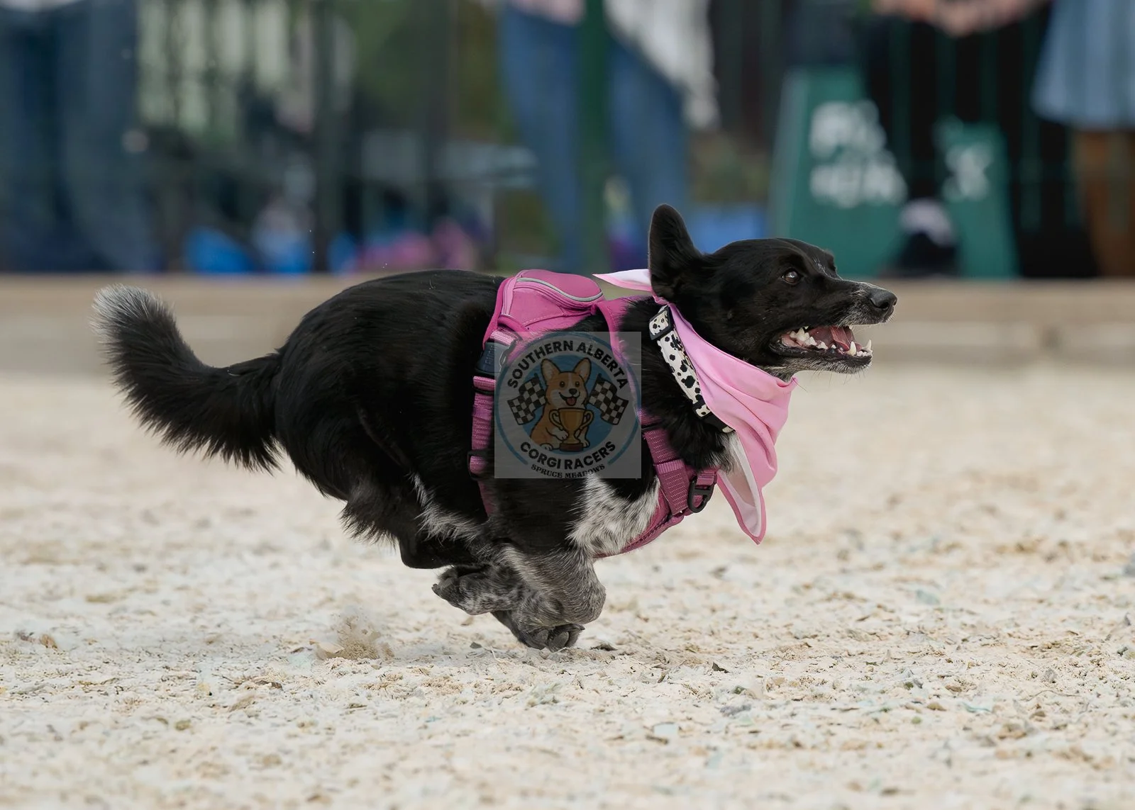 A black and white corgi dog running in a sandy area, wearing a pink harness and bandana, with a logo of Corgi Racers from Southern Alberta on its side.