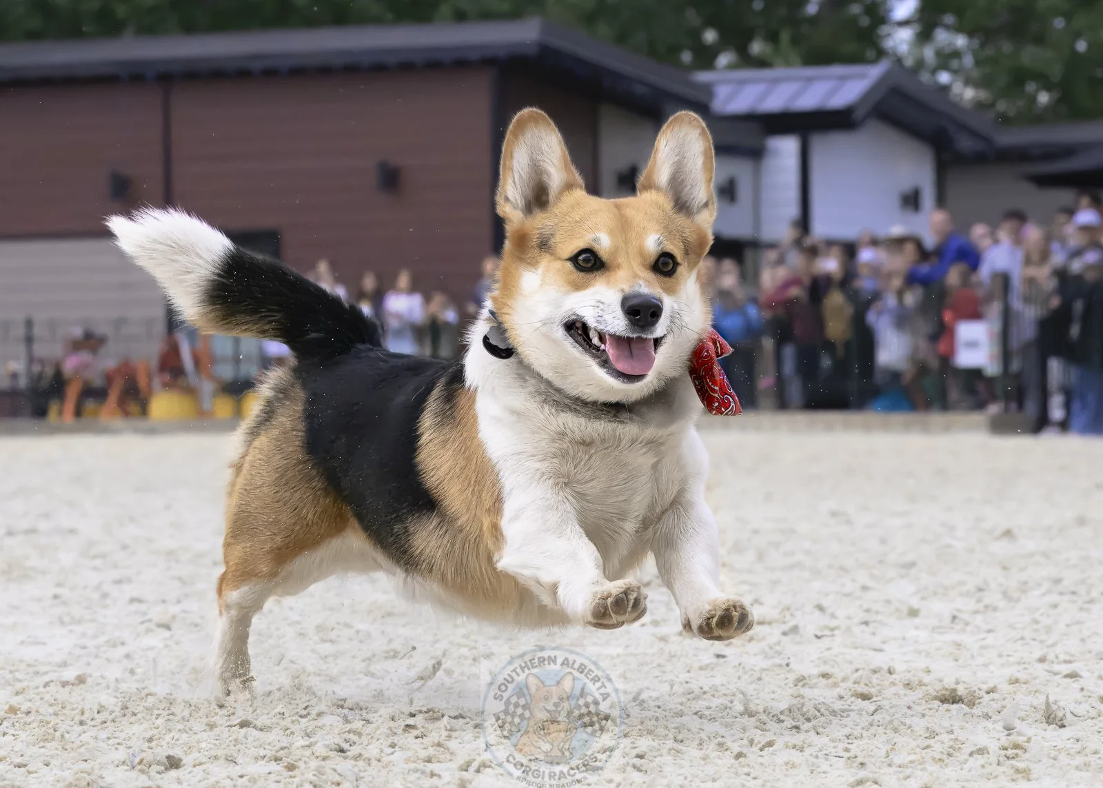 A happy corgi dog running on sandy ground at an outdoor event with a crowd of people in the background.