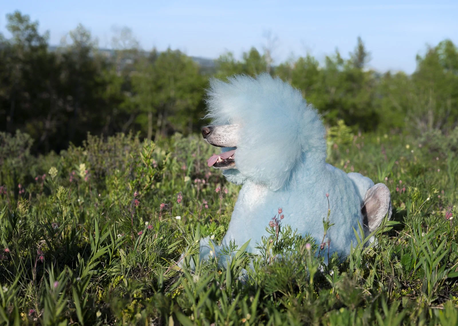 A blue groomed standard poodle, sitting in a field of grass and flowers with trees in the background.