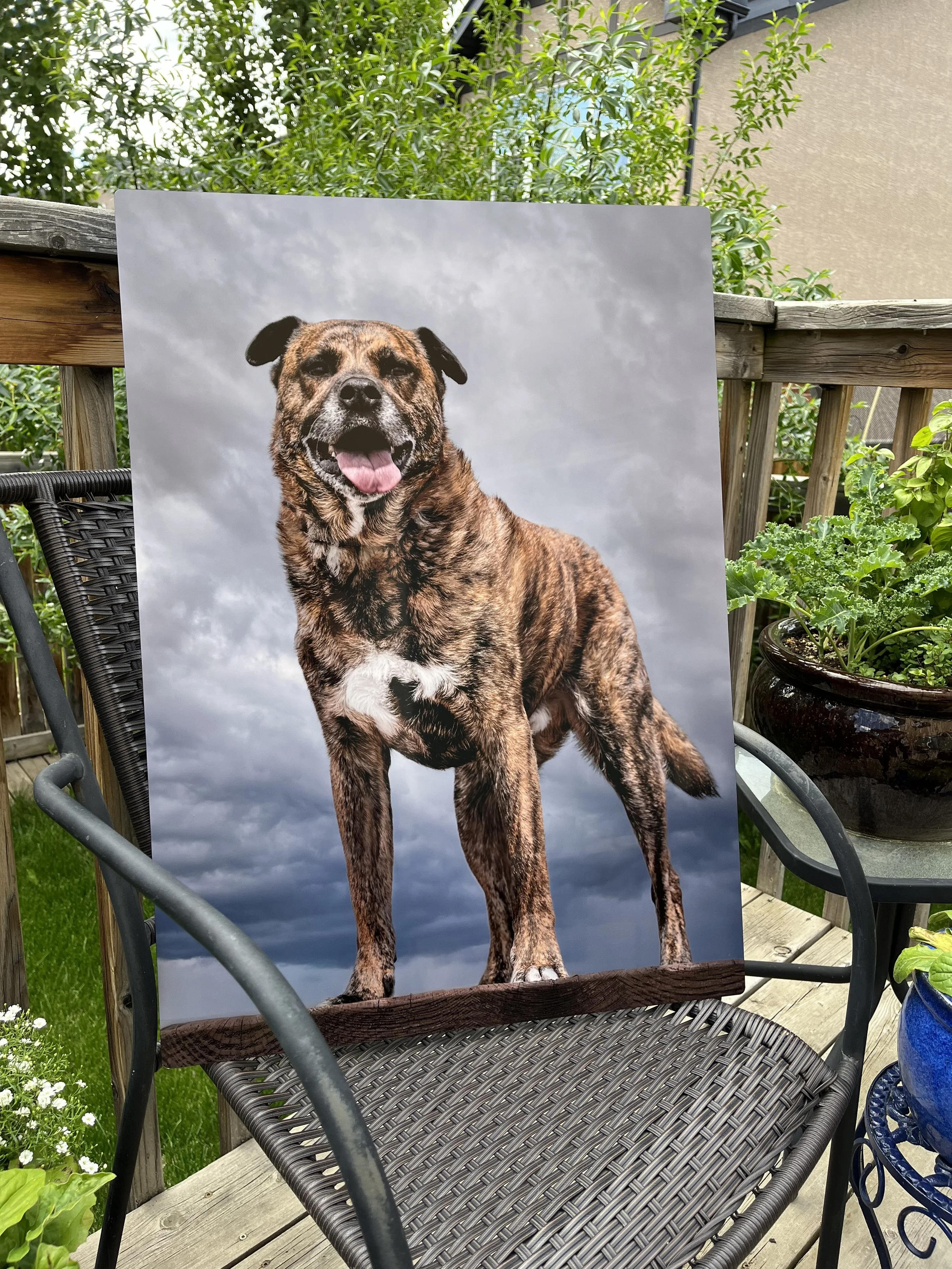 A realistic photo of a dog with a dog's head and a human's body, standing on a piece of wood with a cloudy sky background.