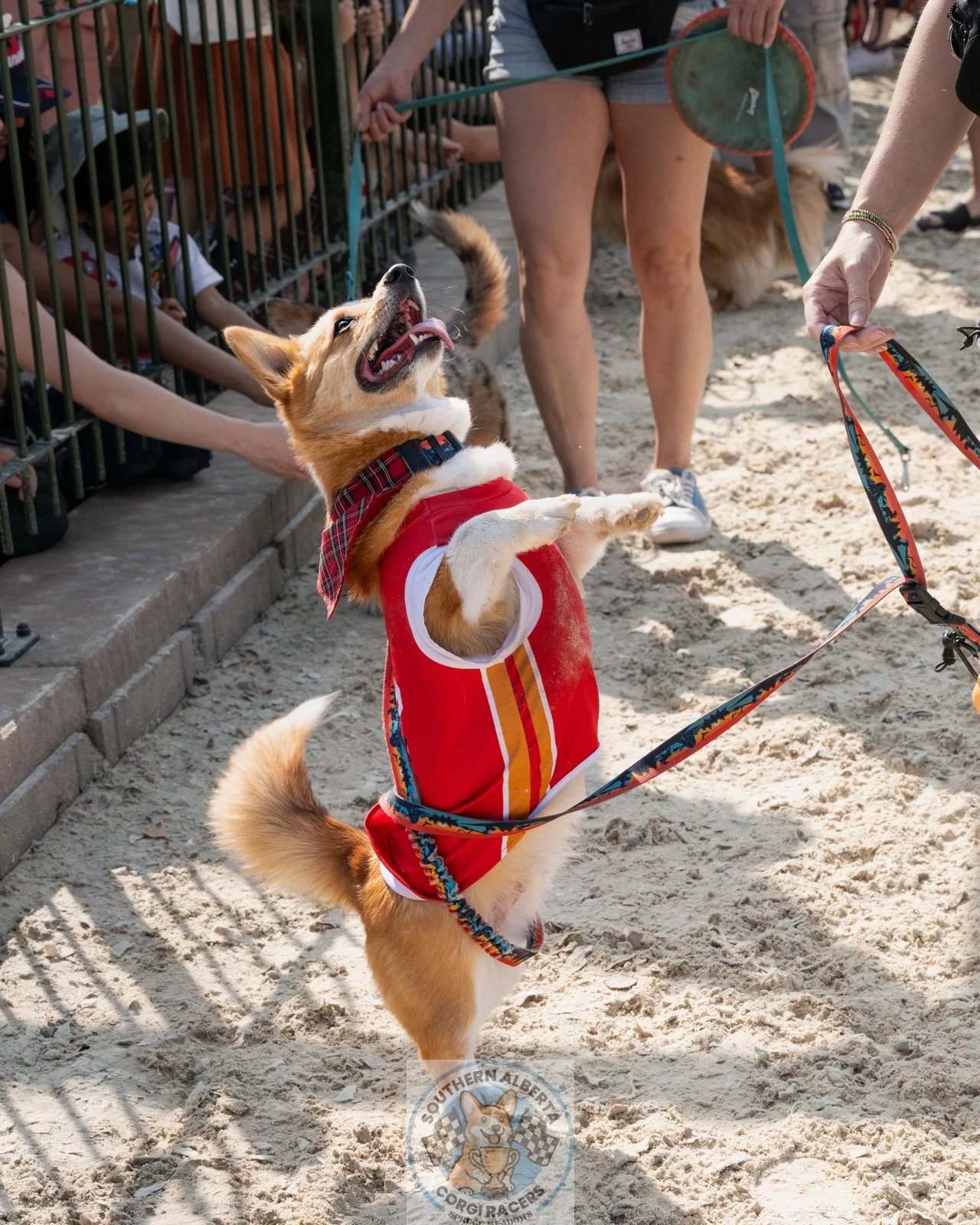Corgi Ted twirling before race.JPG
