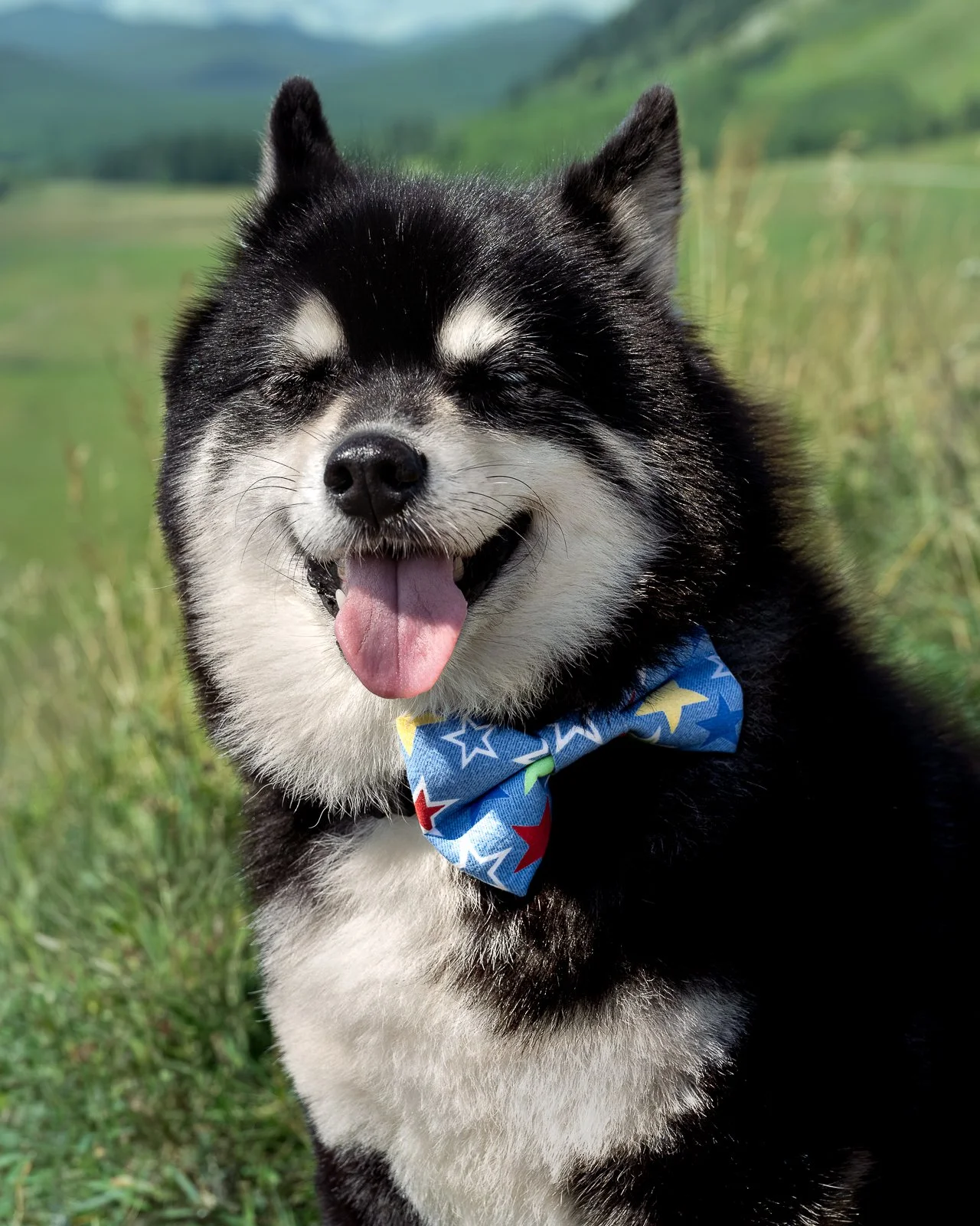 A happy black and white Siberian Husky pomsky wearing a colorful star-patterned bow tie, outdoors in a grassy field with a scenic background of hills and greenery.