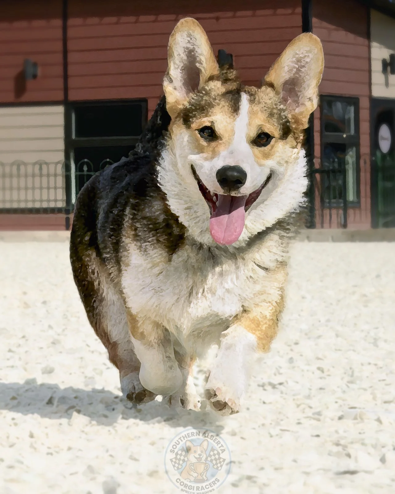 A happy corgi running on a sandy surface outdoors with a colorful building in the background.