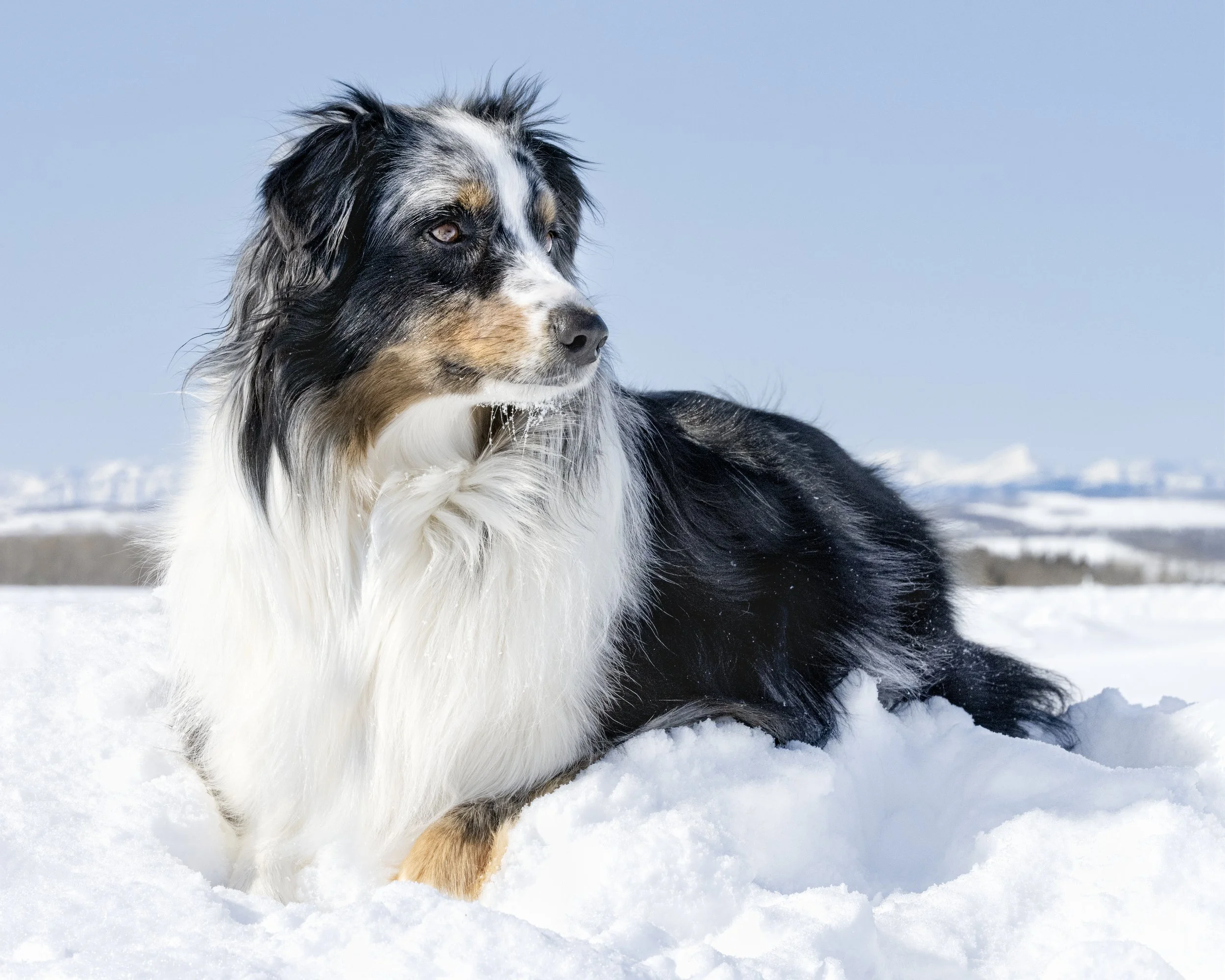 An Australian Shepherd dog lying on snow with a blue sky background.