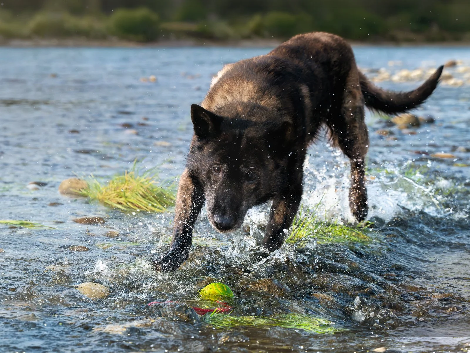 A dog wading through shallow water, splashing with greenery and stones visible around it.