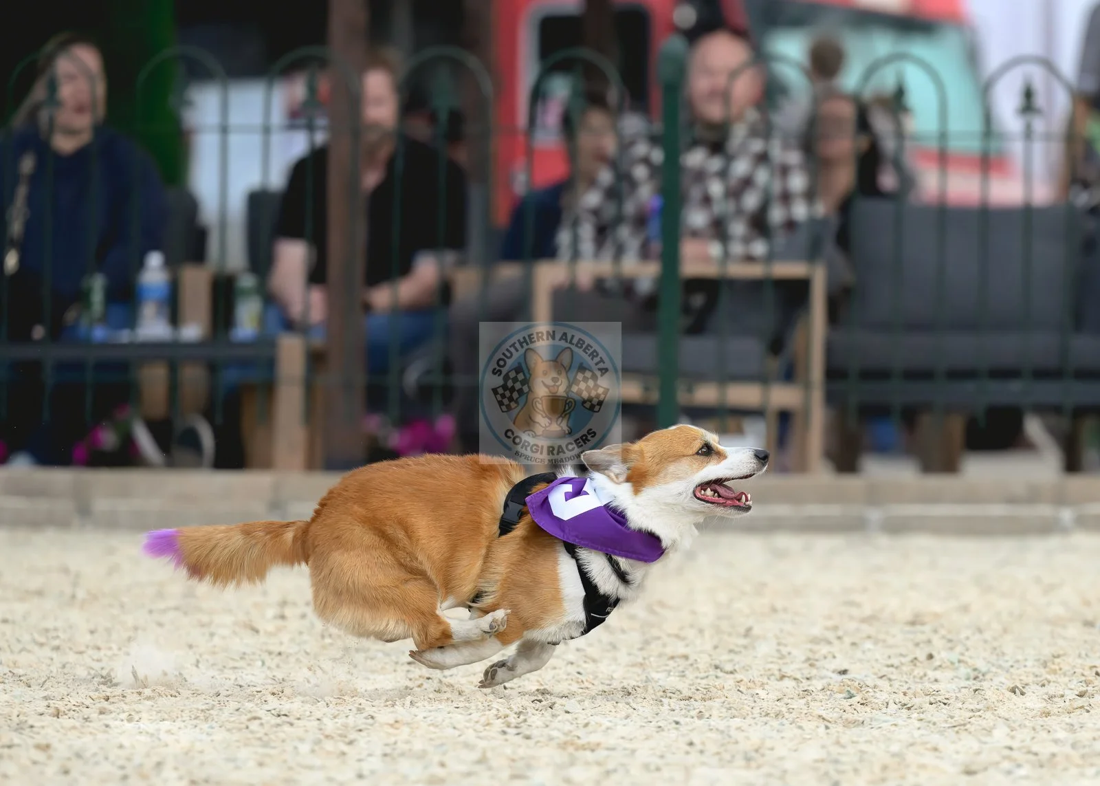 A corgi dog with a purple racing bandana running on a dirt track during an event, with spectators in the background behind a fence.