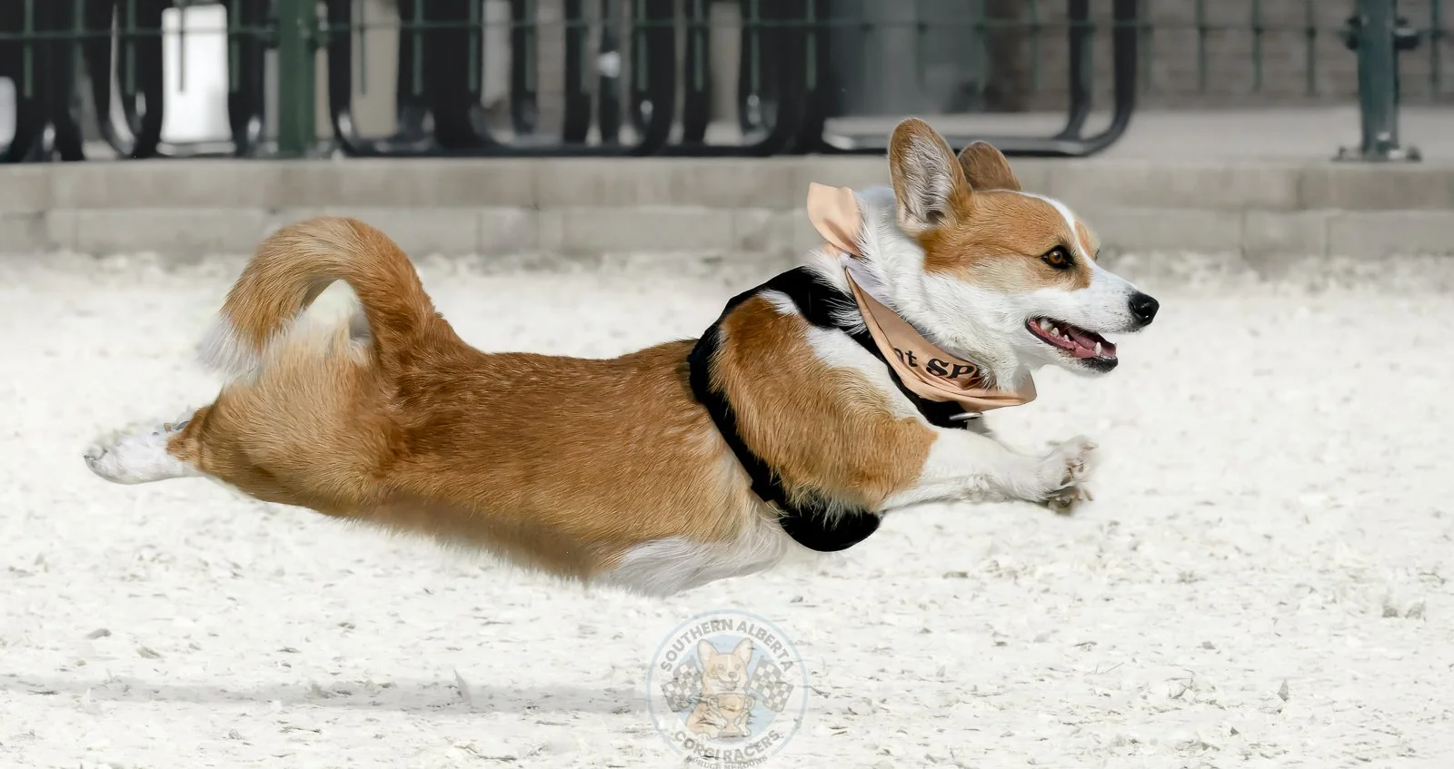 A smiling Corgi dog running on a white gravel surface, wearing a brown bandana and harness, with a blurred background of a fence and chairs.