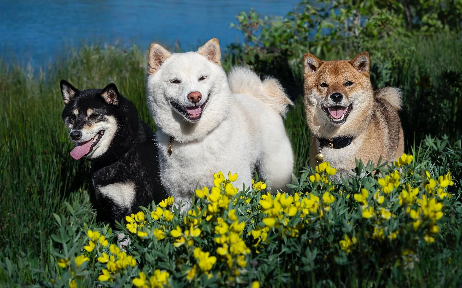 Three fluffy dogs, a black and tan Shiba Inu, a cream-colored Akita, and a brown Shiba Inu, standing in a field of green grass and yellow flowers with a lake and trees in the background, all smiling.