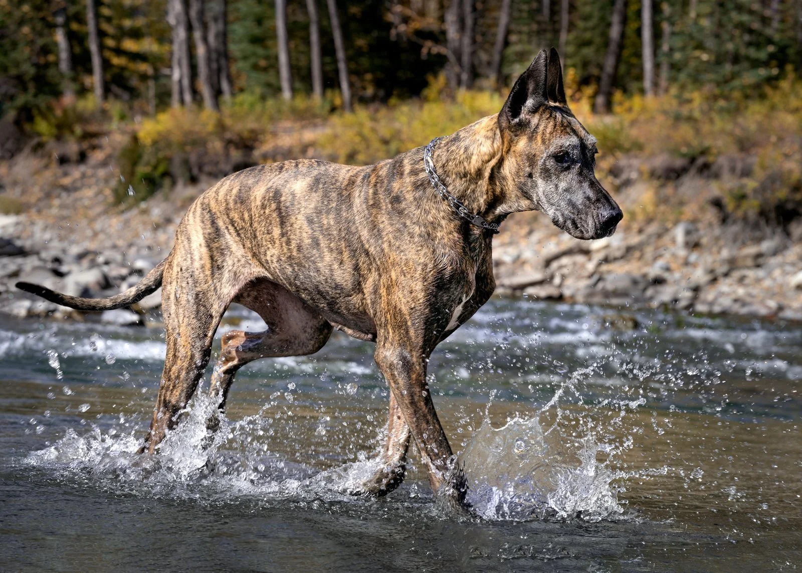 A brindle-colored dog, possibly a Great Dane mix, wading through a shallow river with a forested background.