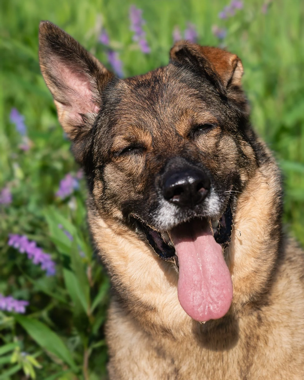 Happy brown and black senior German shepherd dog with tongue hanging out, standing in a green garden with purple flowers.