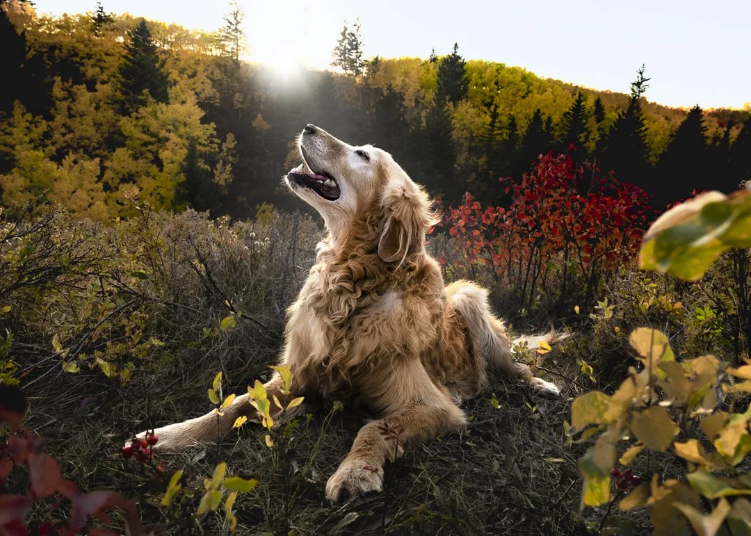 bolt golden retriever senior dog sunset fall forest.jpg