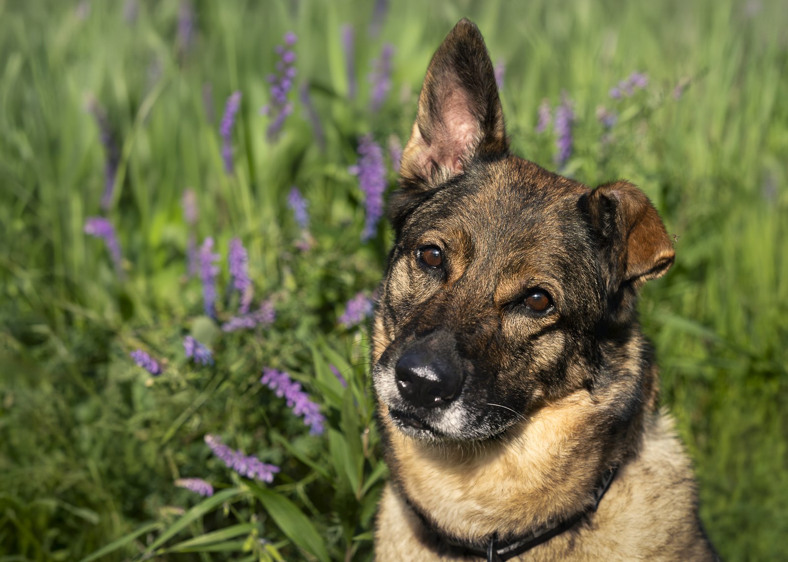 German shepherd Kyber summer purple flowers sRGB.JPG