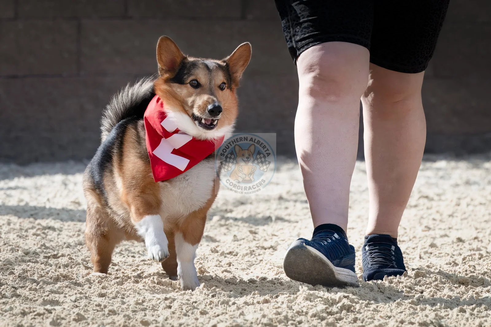 A corgi dog wearing a red ribbon around its neck standing on sand next to a person in black shorts and running shoes.
