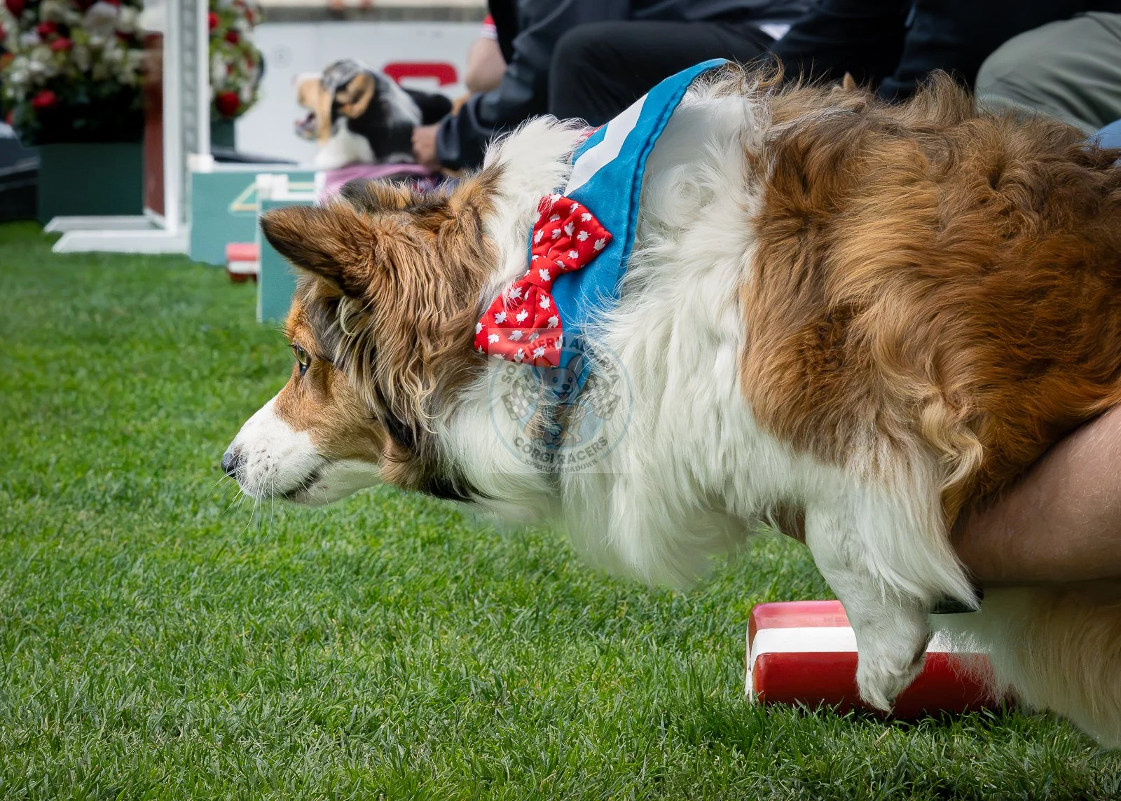 Corgi racing Canada Day Isla.JPG