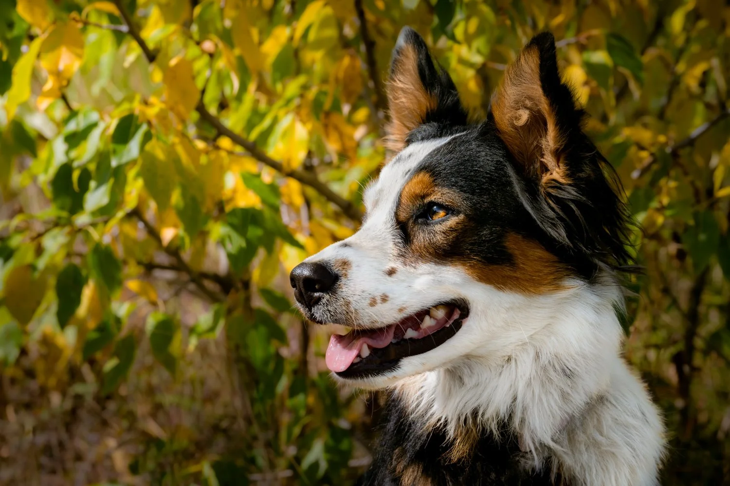 A dog with a black, white, and brown coat, looking to the side with its tongue out, surrounded by yellow and green leaves.
