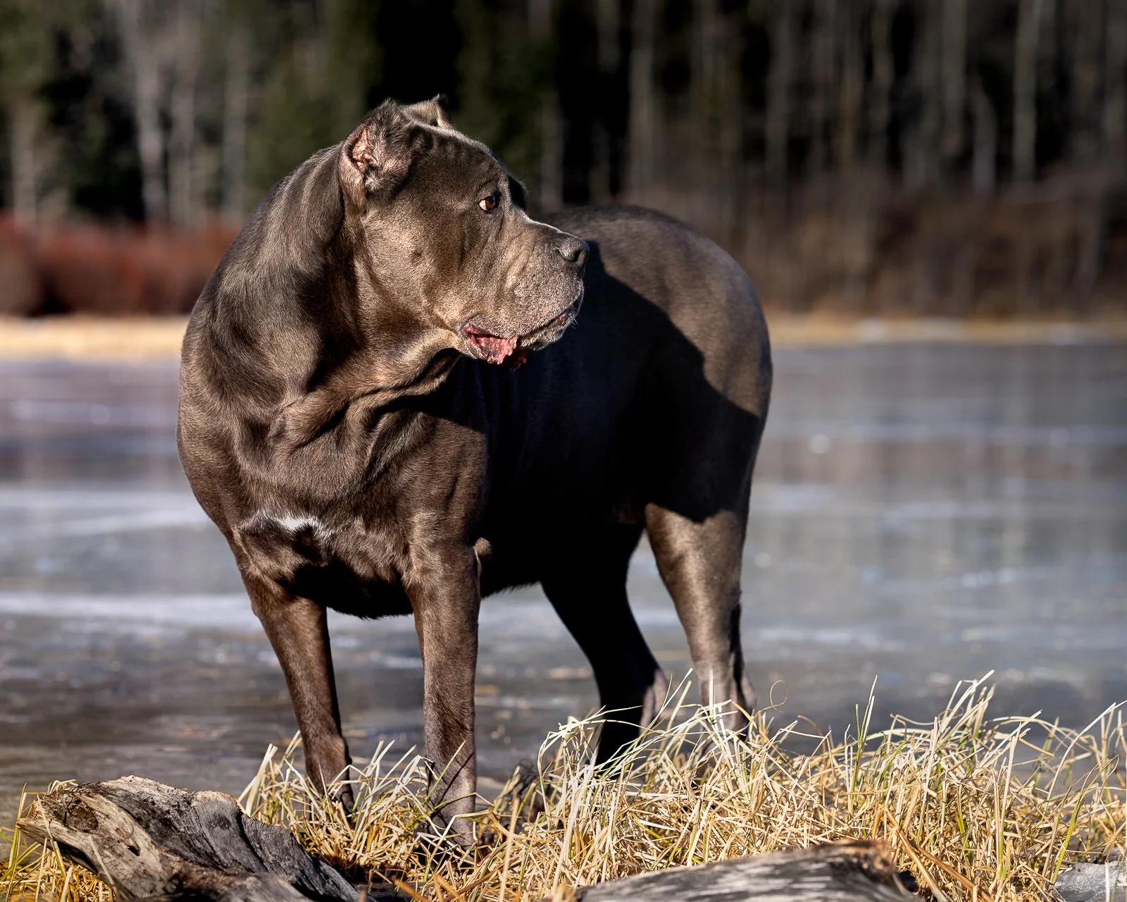 Luna Cane Corso Winter Frozen Lake Turn.JPG