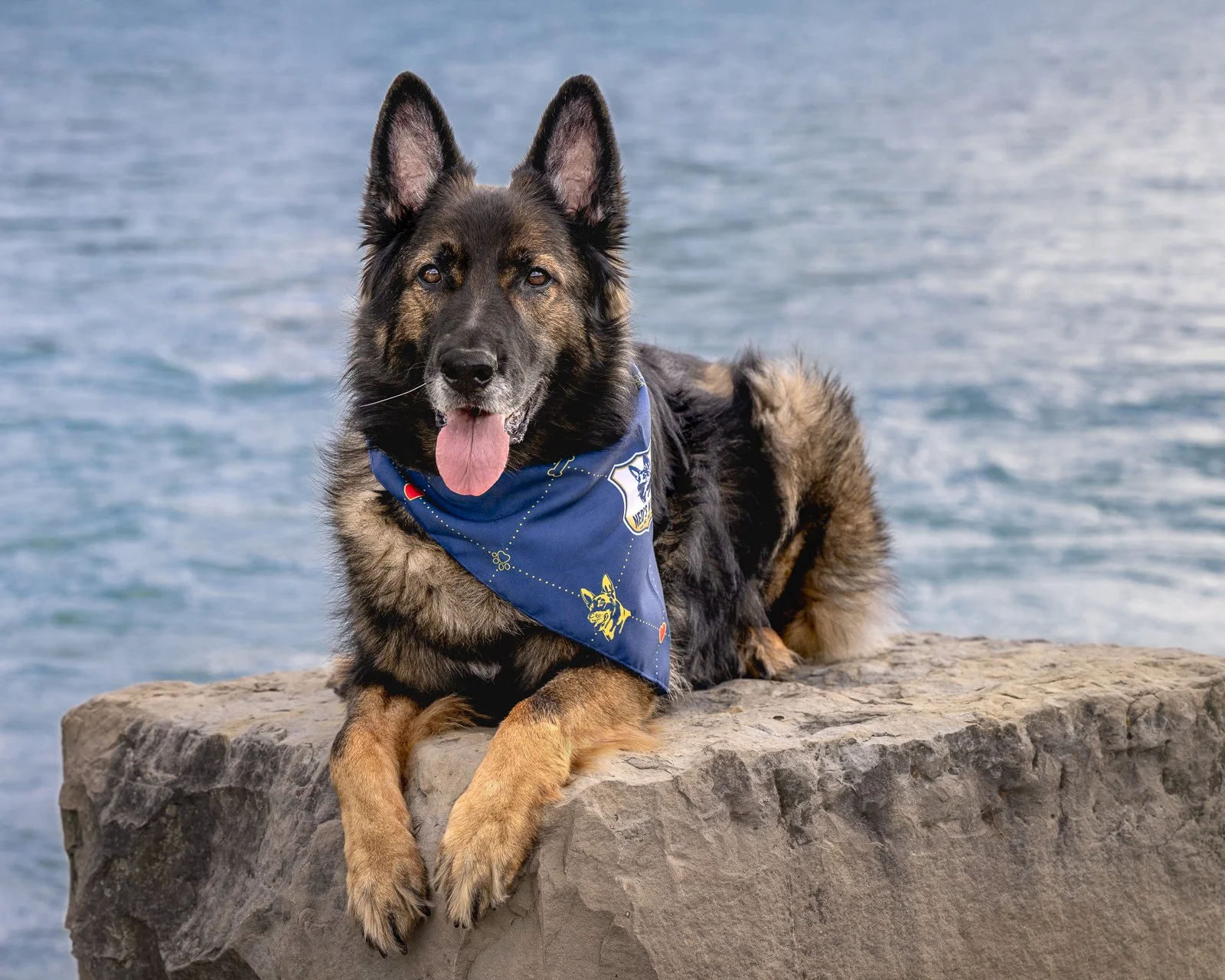 A German Shepherd dog with black and tan fur, lying on a rock by water, wearing a blue bandana with dog-themed graphics.