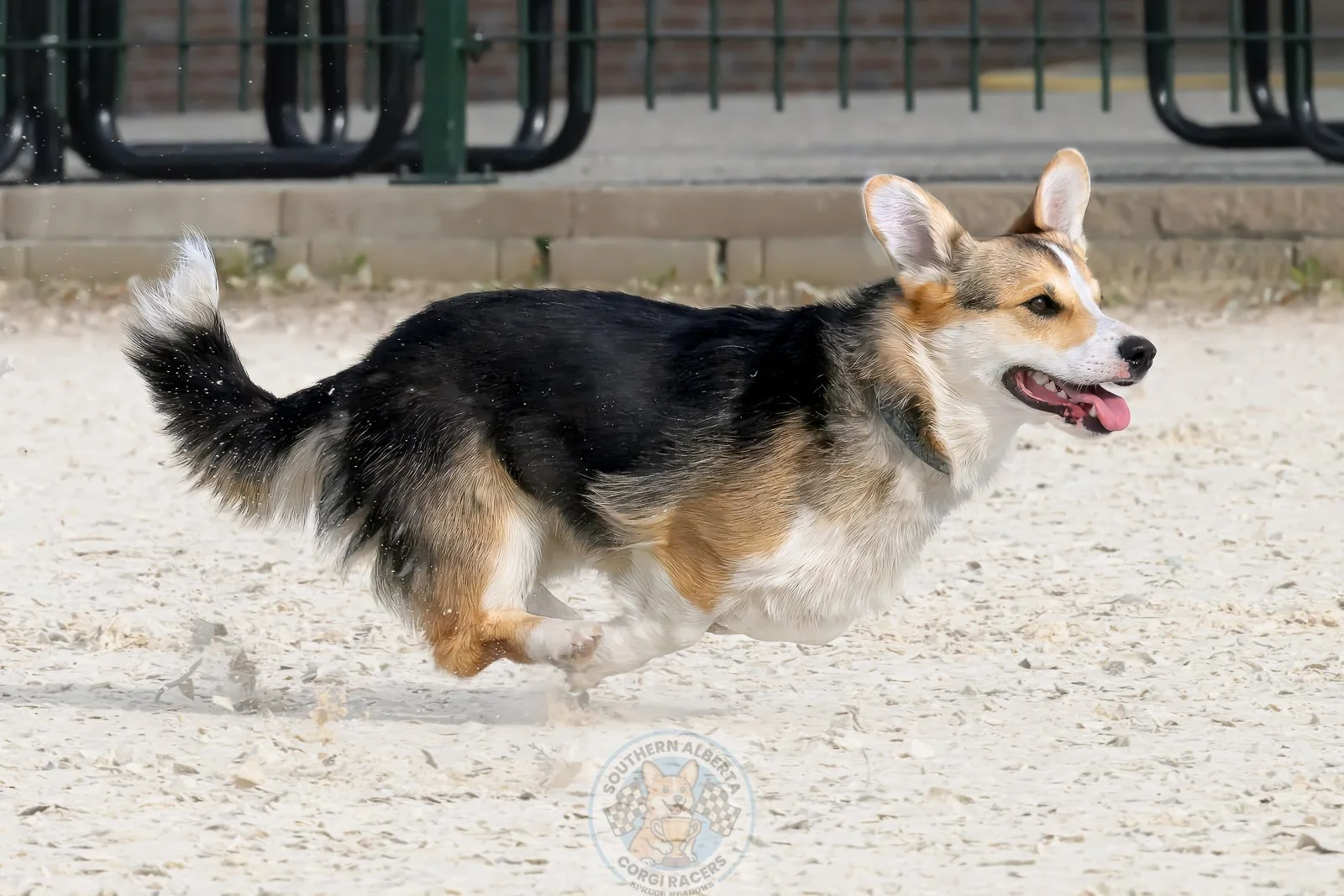 A tricolor Pembroke Welsh Corgi running on sandy ground with a fence and some picnic tables in the background.