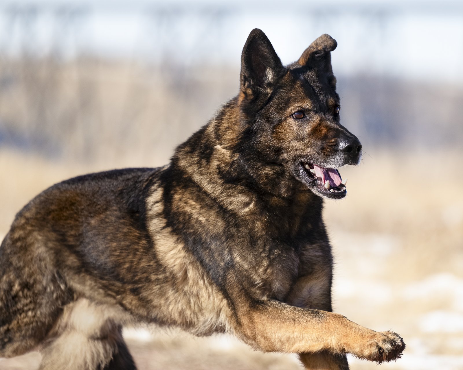 Myke Lethbridge German Shepherd Run.JPG