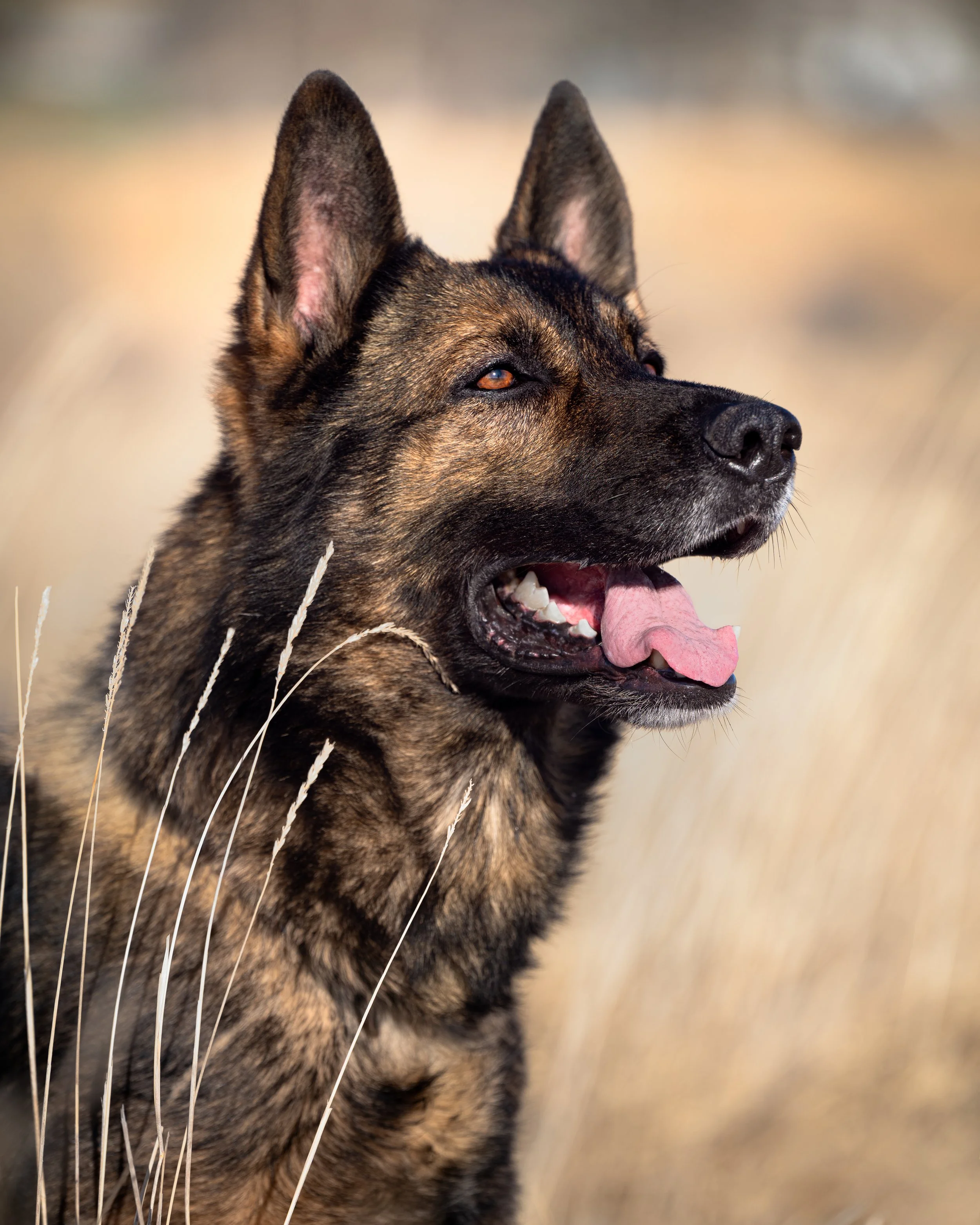 Monty german shepherd portrait grasses.JPG