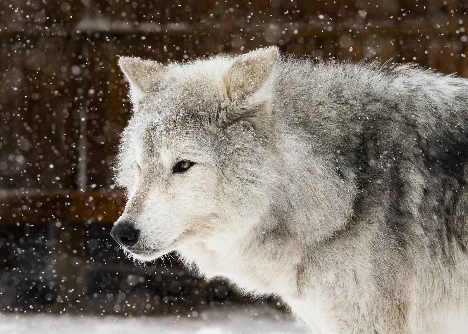 Close-up of a gray and white wolf in a snowy environment, snowflakes falling around it.