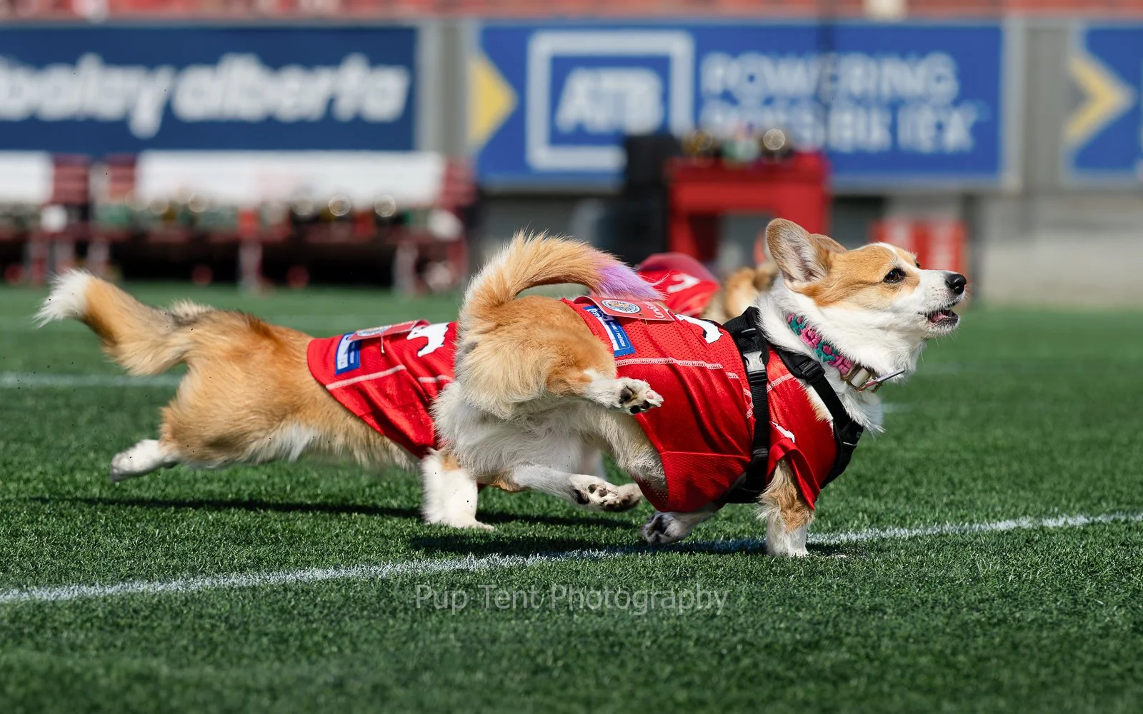 Corgi racing Freddie feet up Stampeders.JPG