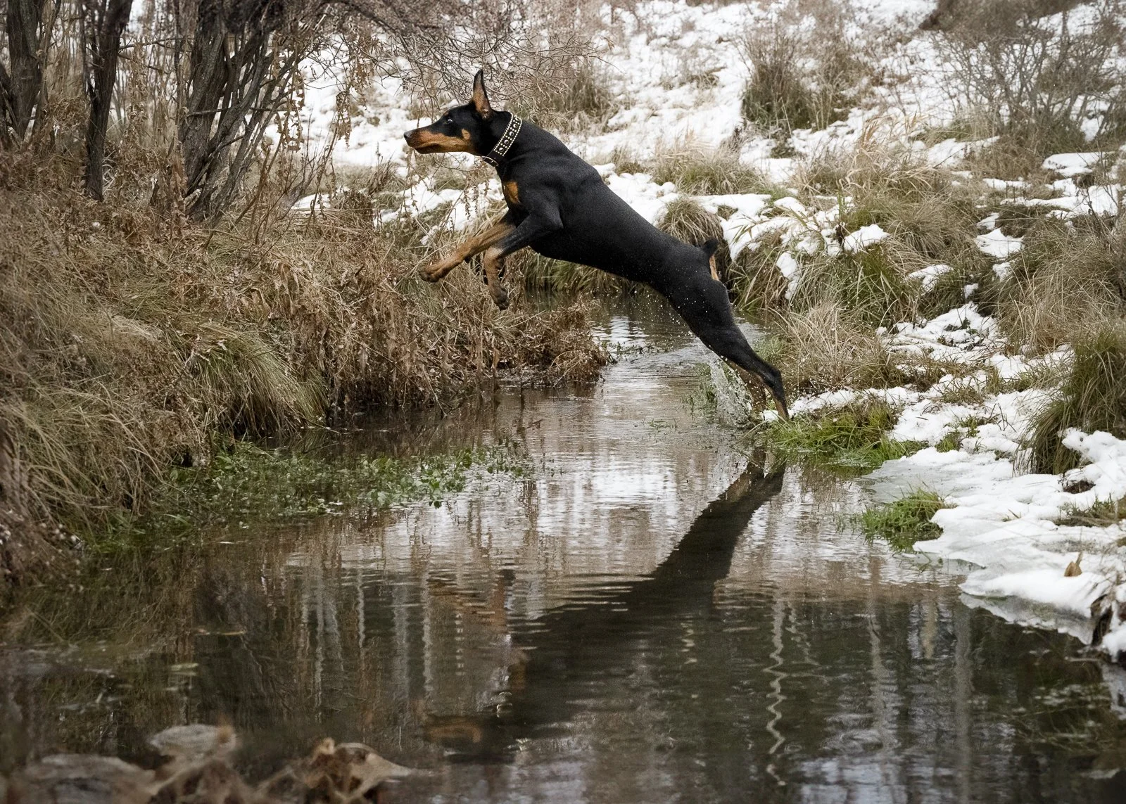 A black and tan dog jumping into a small stream in a snowy, rural landscape.
