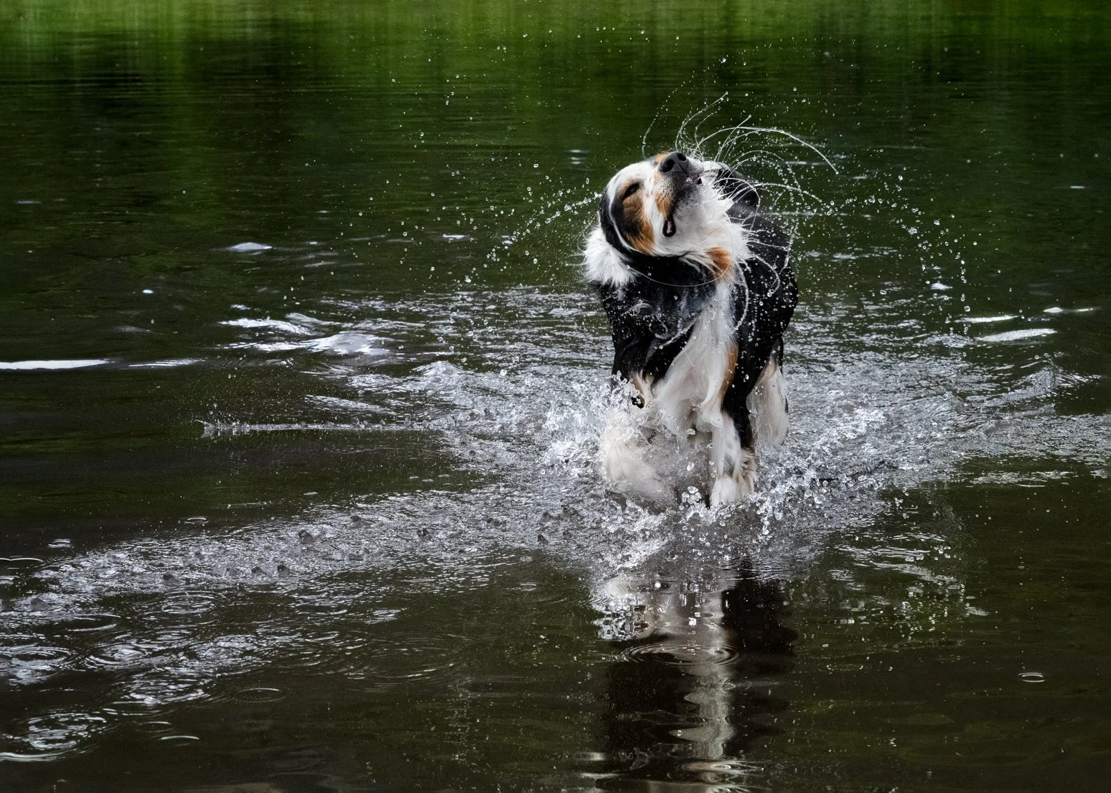 A dog splashing and shaking off water in a pond or lake.