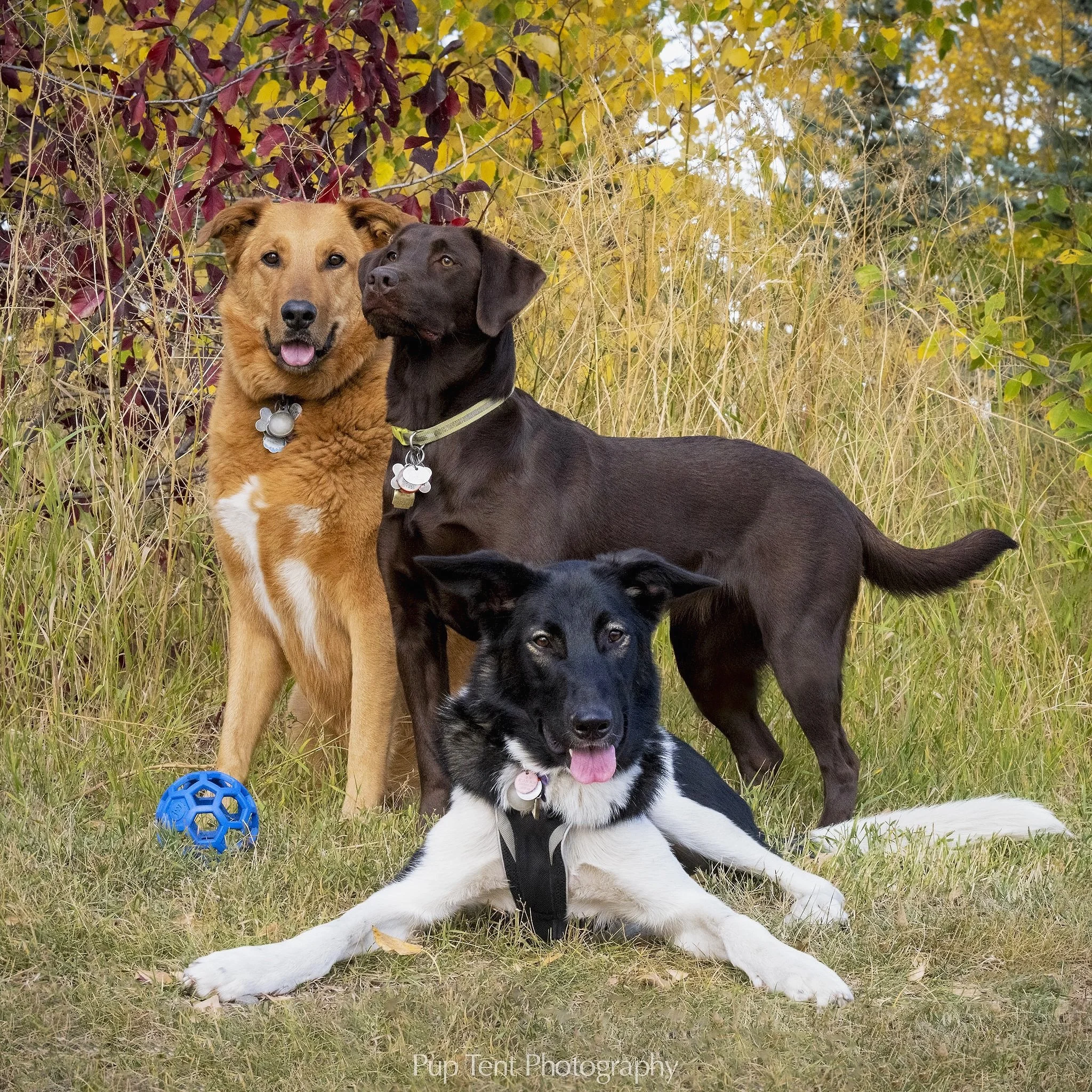 Three dogs, one golden retriever mix, one chocolate brown Labrador retriever with a collar, and one black and white husky mix dog with a collar, sitting on grass in autumn foliage, with a blue ball nearby.
