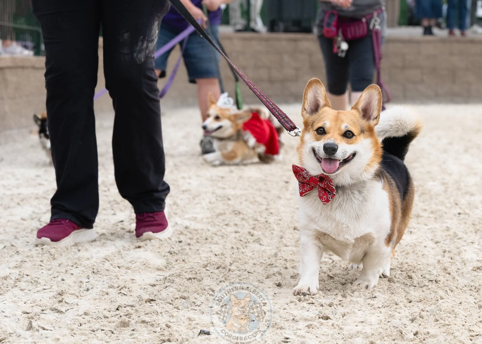 A happy corgi dog wearing a red bandana standing on sandy ground at a dog event, with other dogs and people in the background.