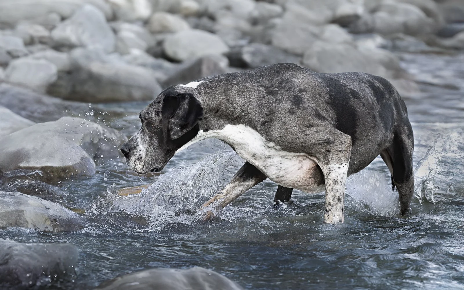A Great Dane dog with a gray and white coat standing in a rocky stream, stepping in clear river water.