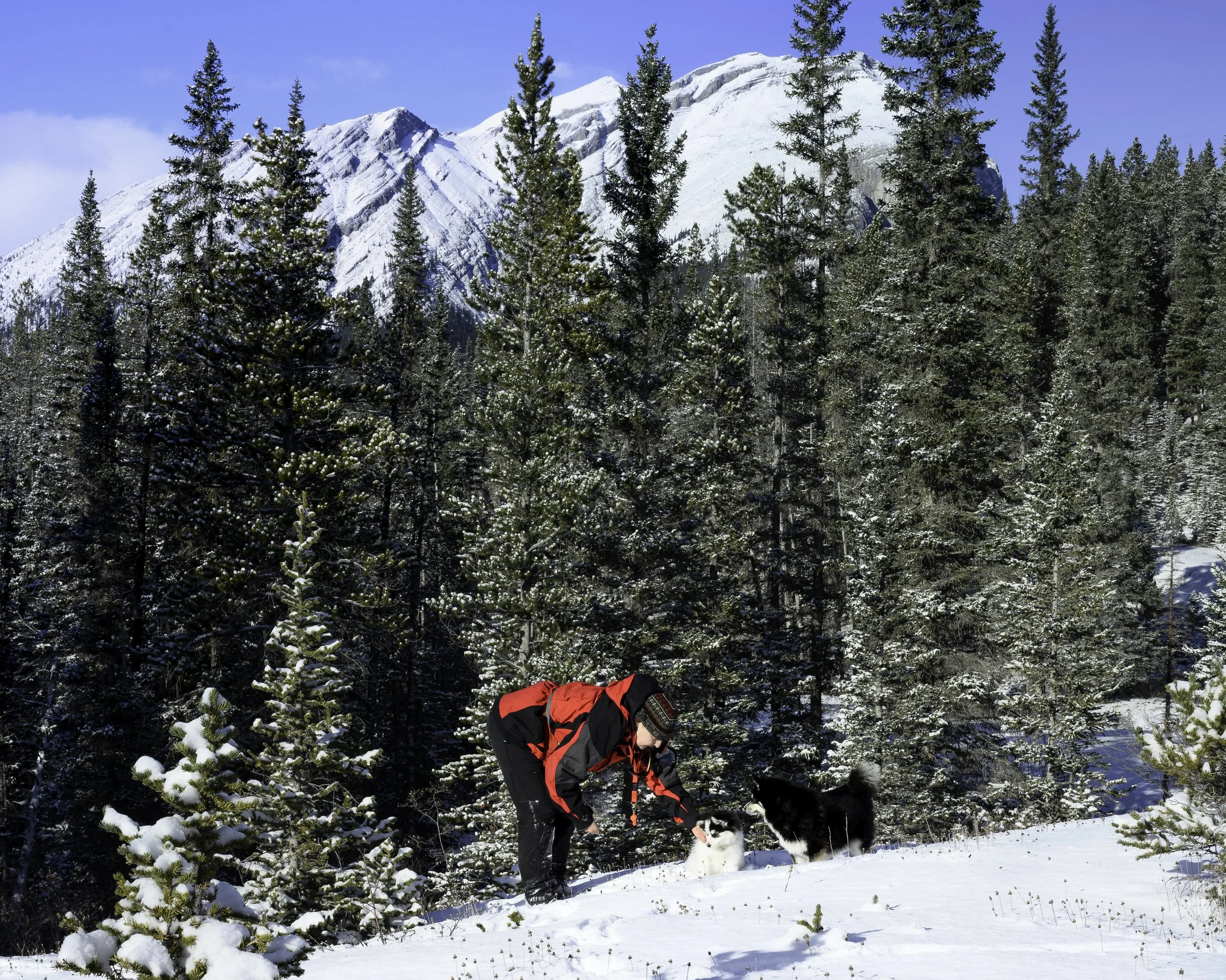 A person dressed in a red and black winter jacket, black pants, and a winter hat, crouching in snowy terrain while interacting with two black and white huskies, with snow-covered trees and mountains in the background.