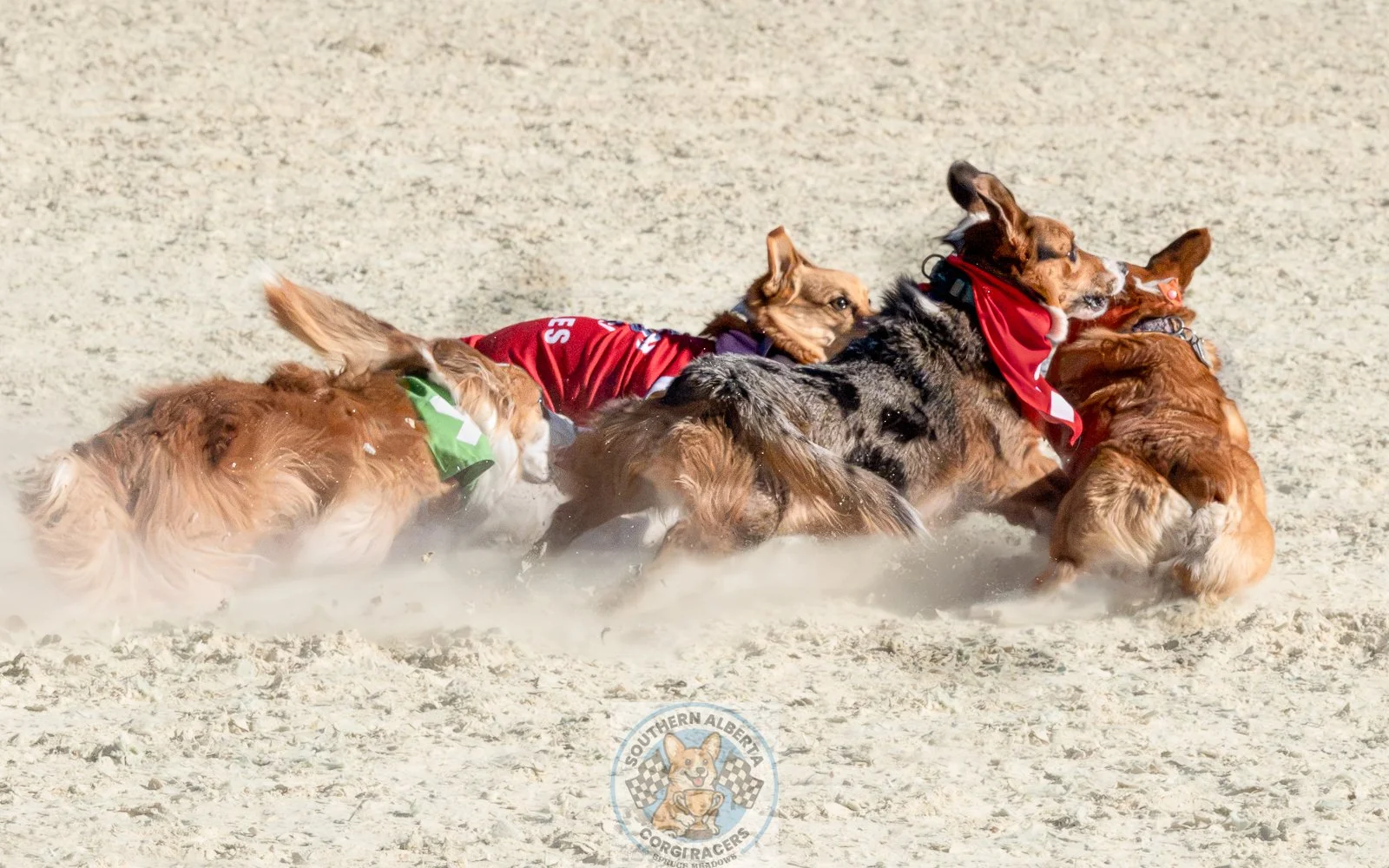 Corgi racing sand dogs tumble Belle-2.JPG