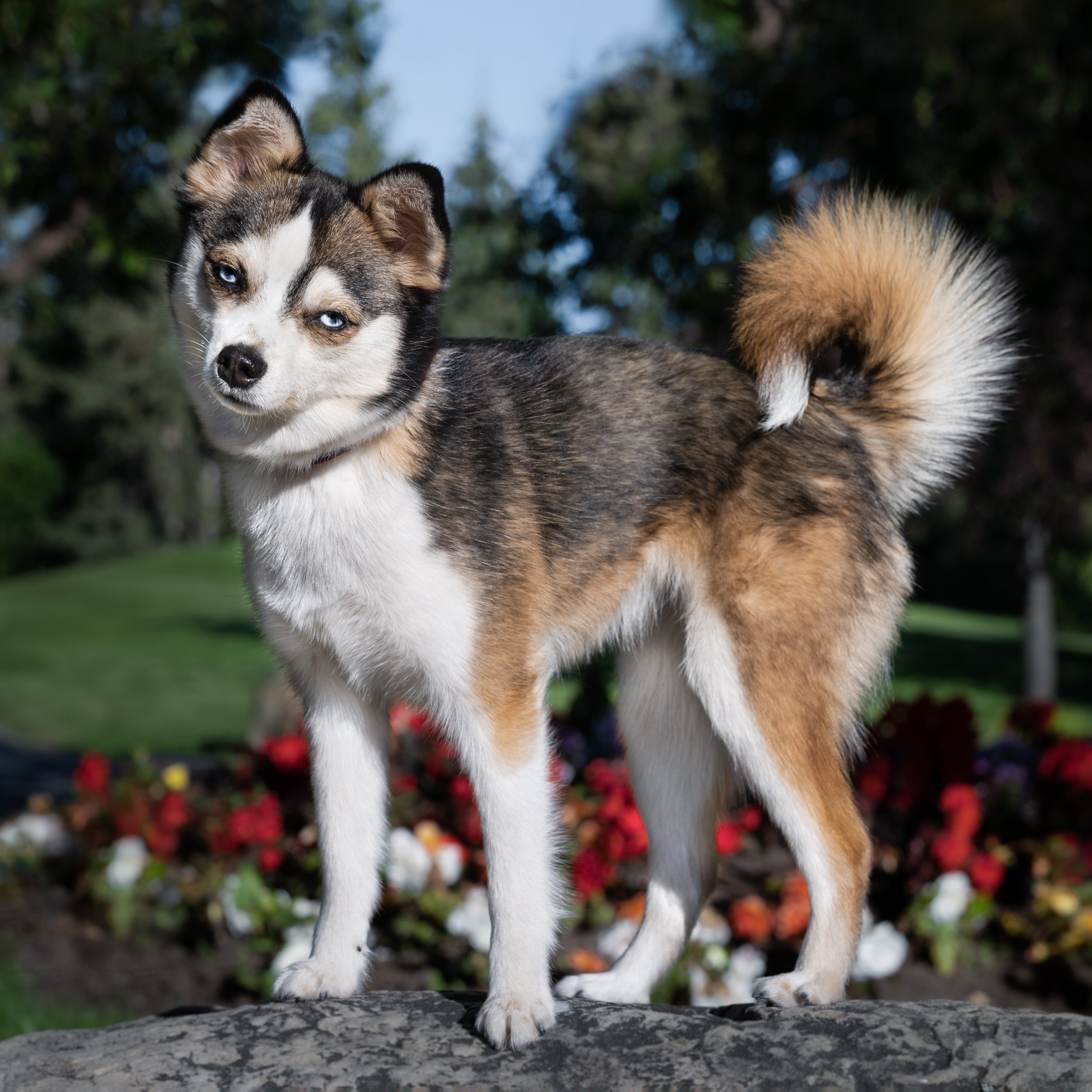 A pomeranian husky pomsky dog with piercing blue eyes standing on a tree trunk outdoors, with colorful flowers and blurred greenery in the background.