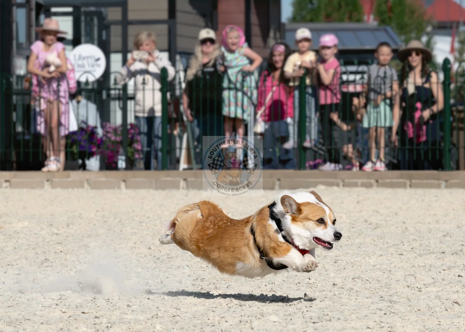 A cute corgi dog running across a sandy surface with a group of children watching behind a green fence in the background.